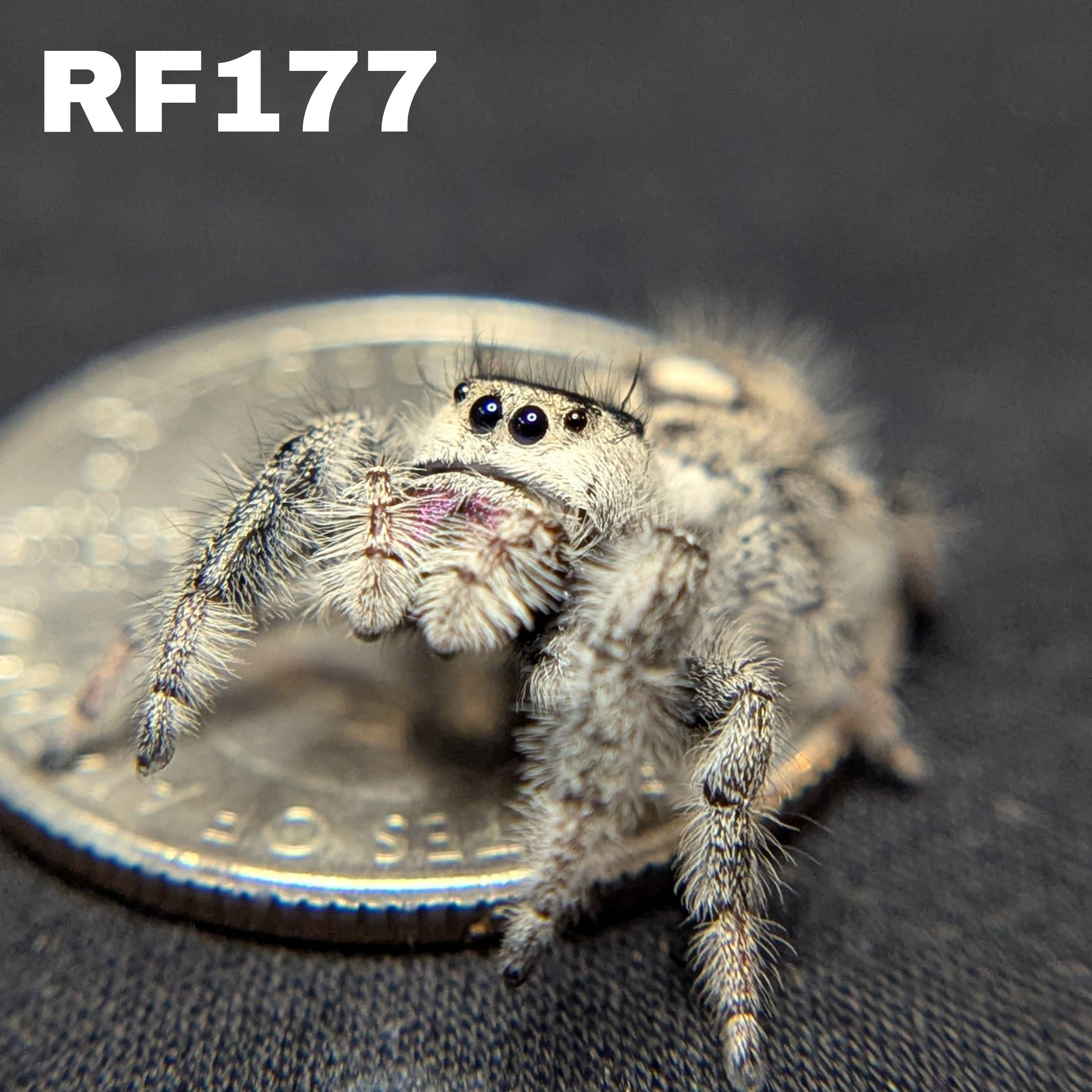 Female Regal Jumping Spider Gumdrop - SKU CODE