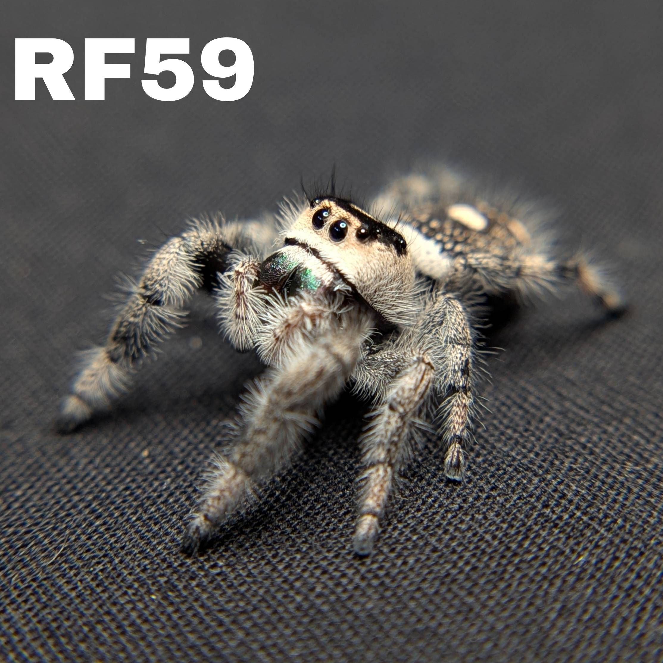 Female Regal Jumping Spider Venom - SKU CODE