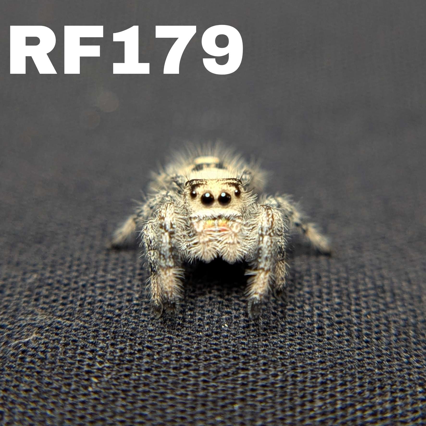 Female Regal Jumping Spider Lemon - SKU CODE