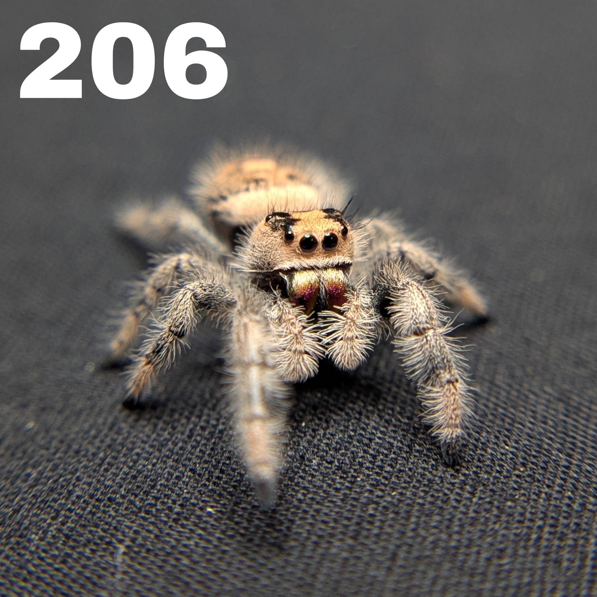 Female Regal Jumping Spider Saffron - SKU CODE