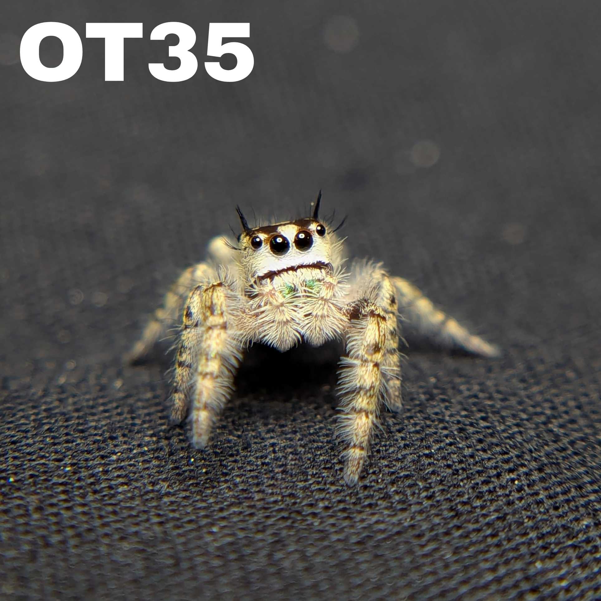 Female Otiosus Jumping Spider Willow - SKU CODE