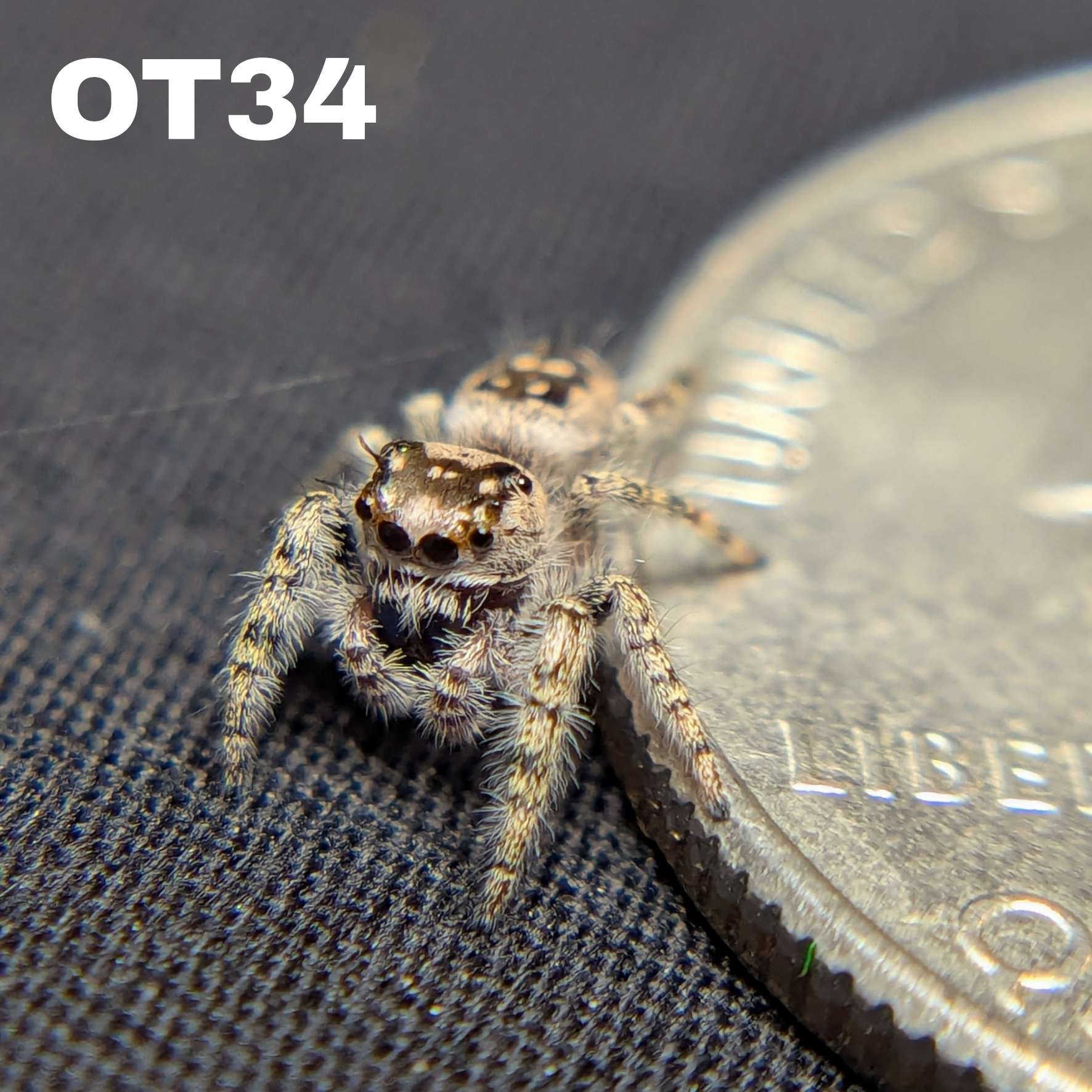 Otiosus Jumping Spider “Toffee”