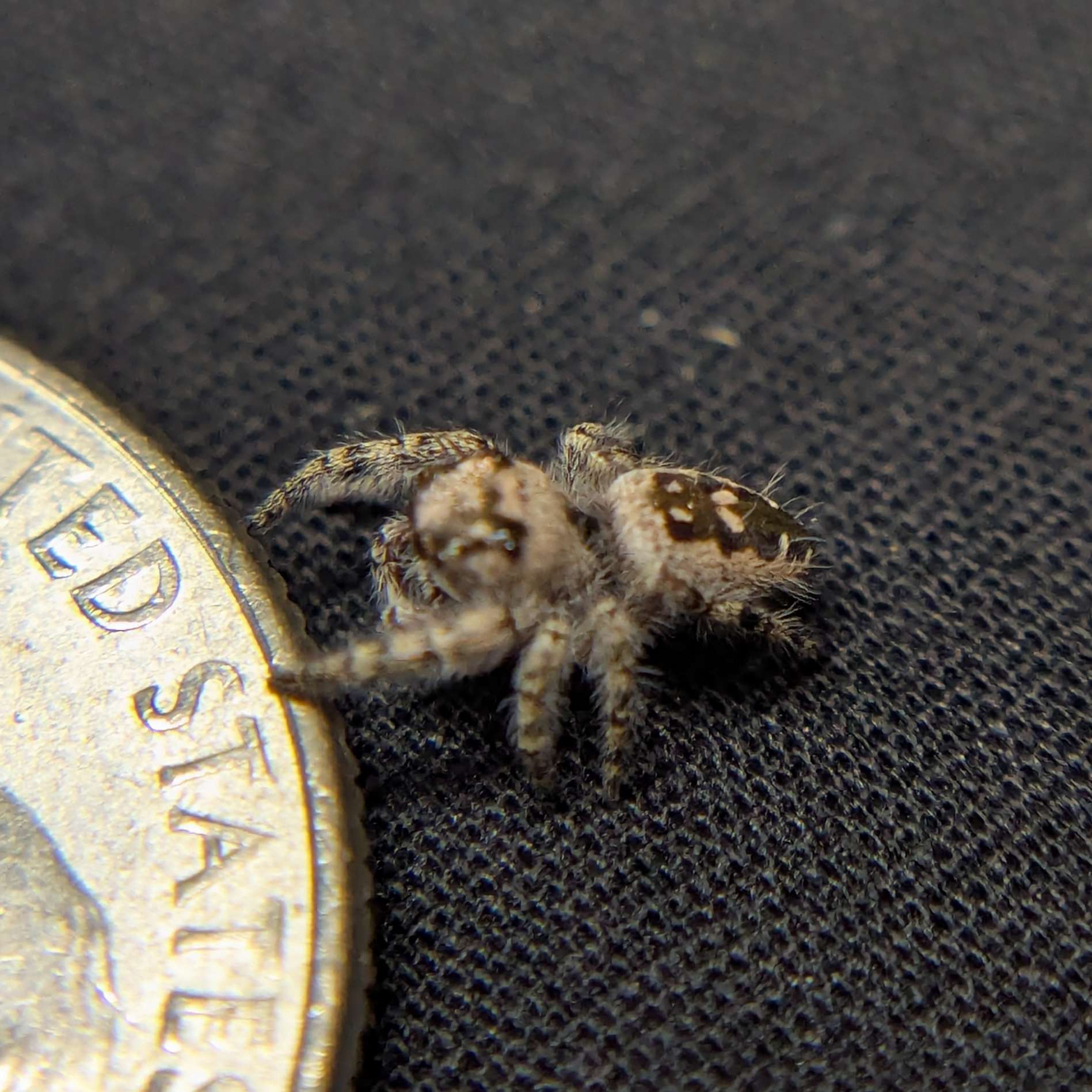 Otiosus Jumping Spider “Toffee”