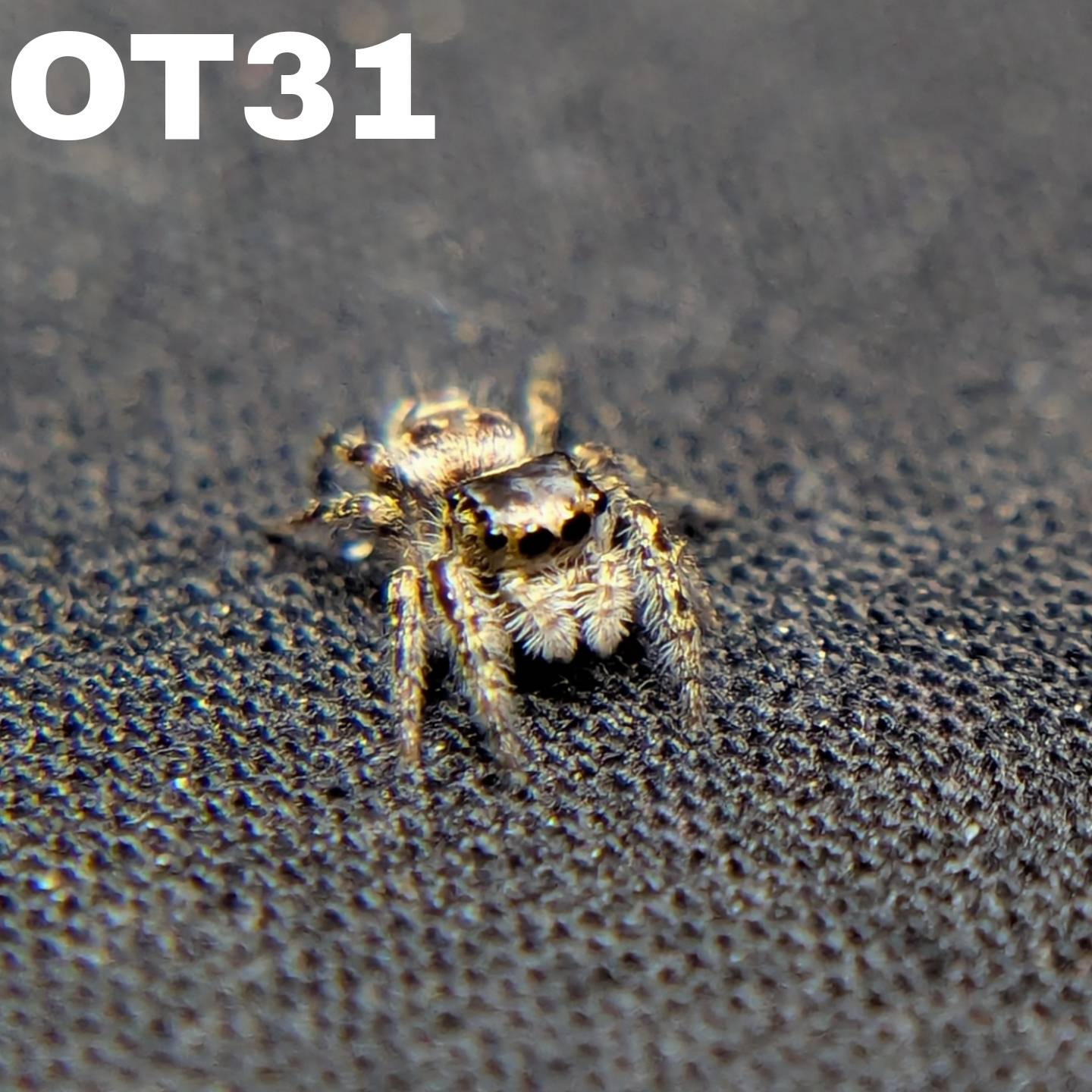 Otiosus Jumping Spider "Russet"