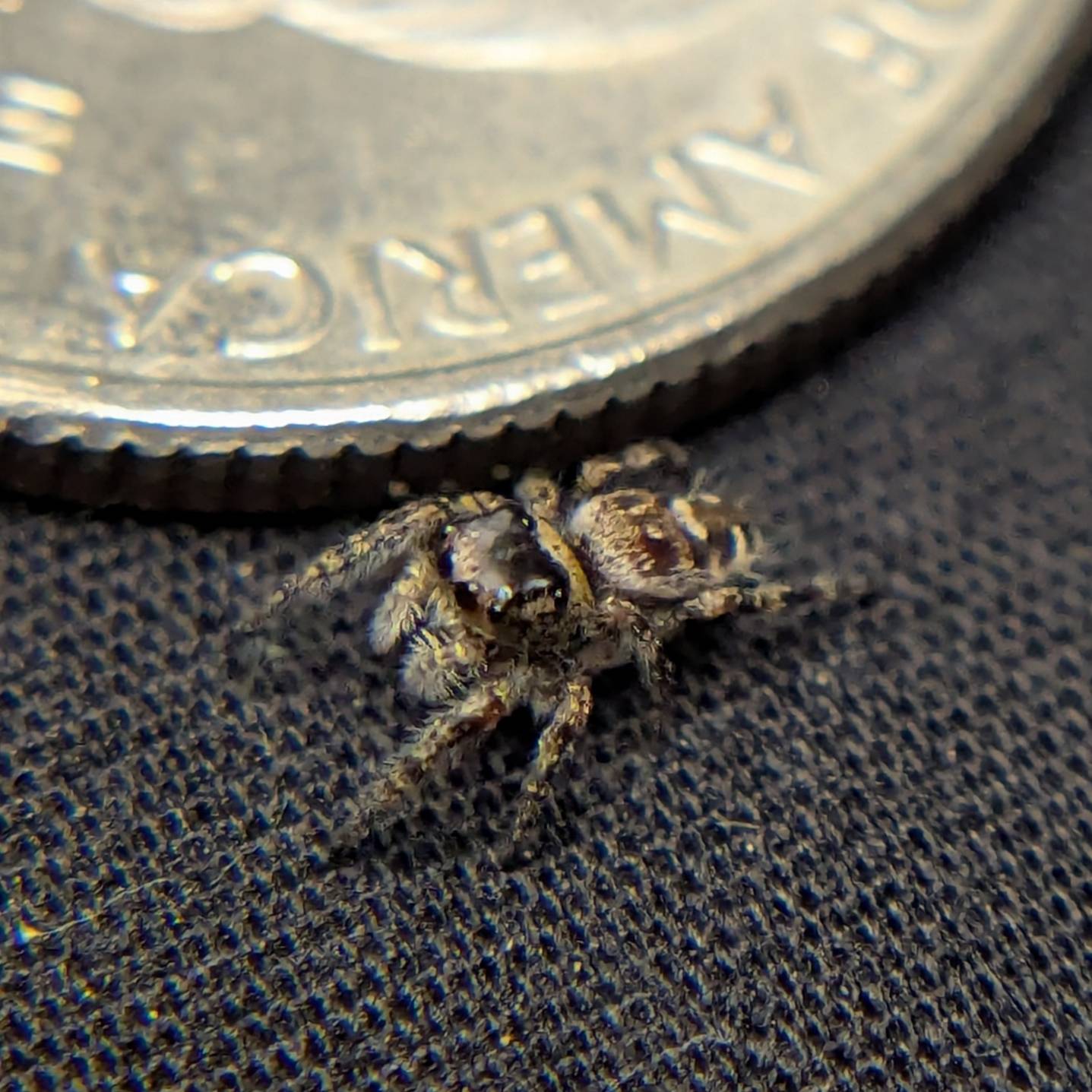 Otiosus Jumping Spider "Russet"