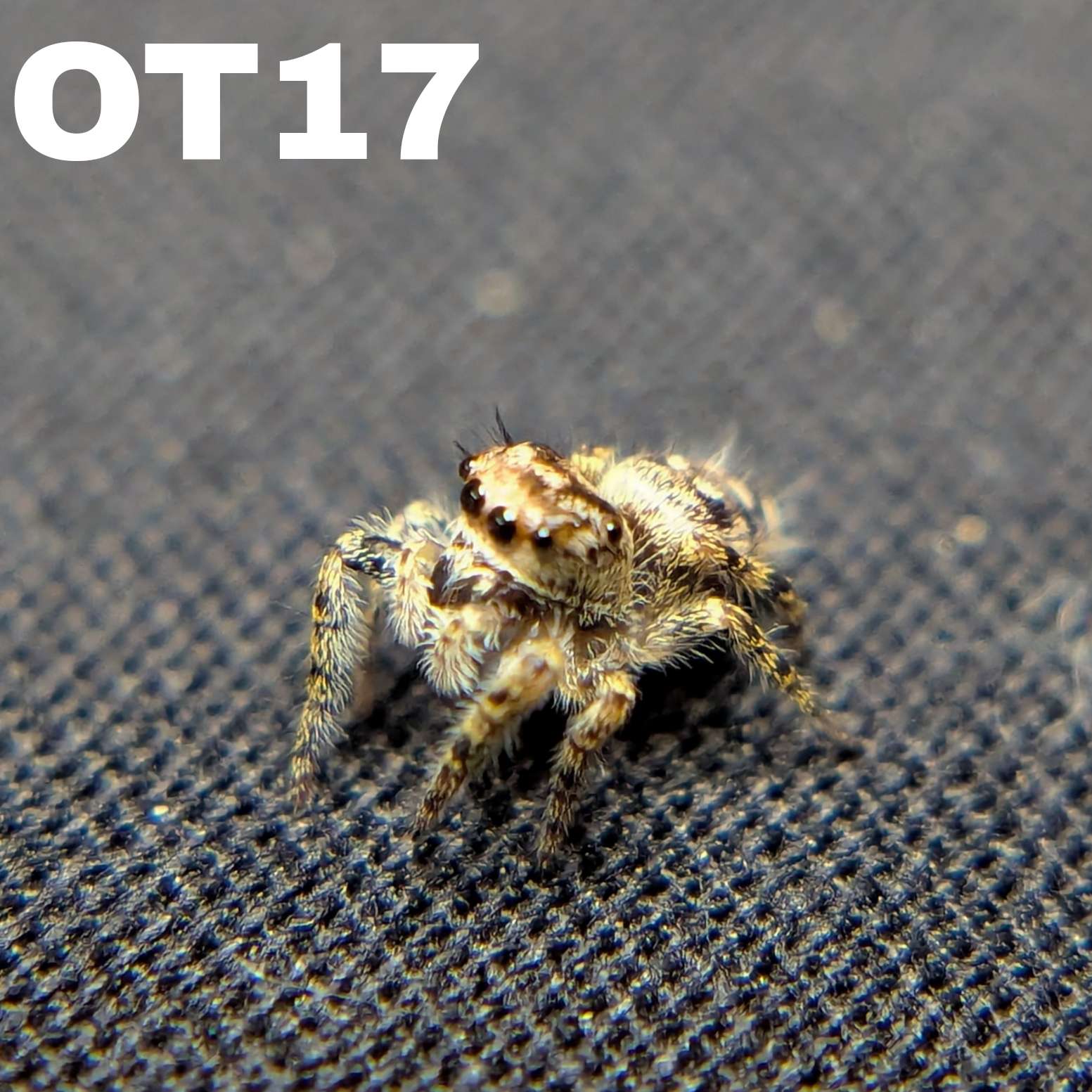 Female Otiosus Jumping Spider Chai - SKU CODE