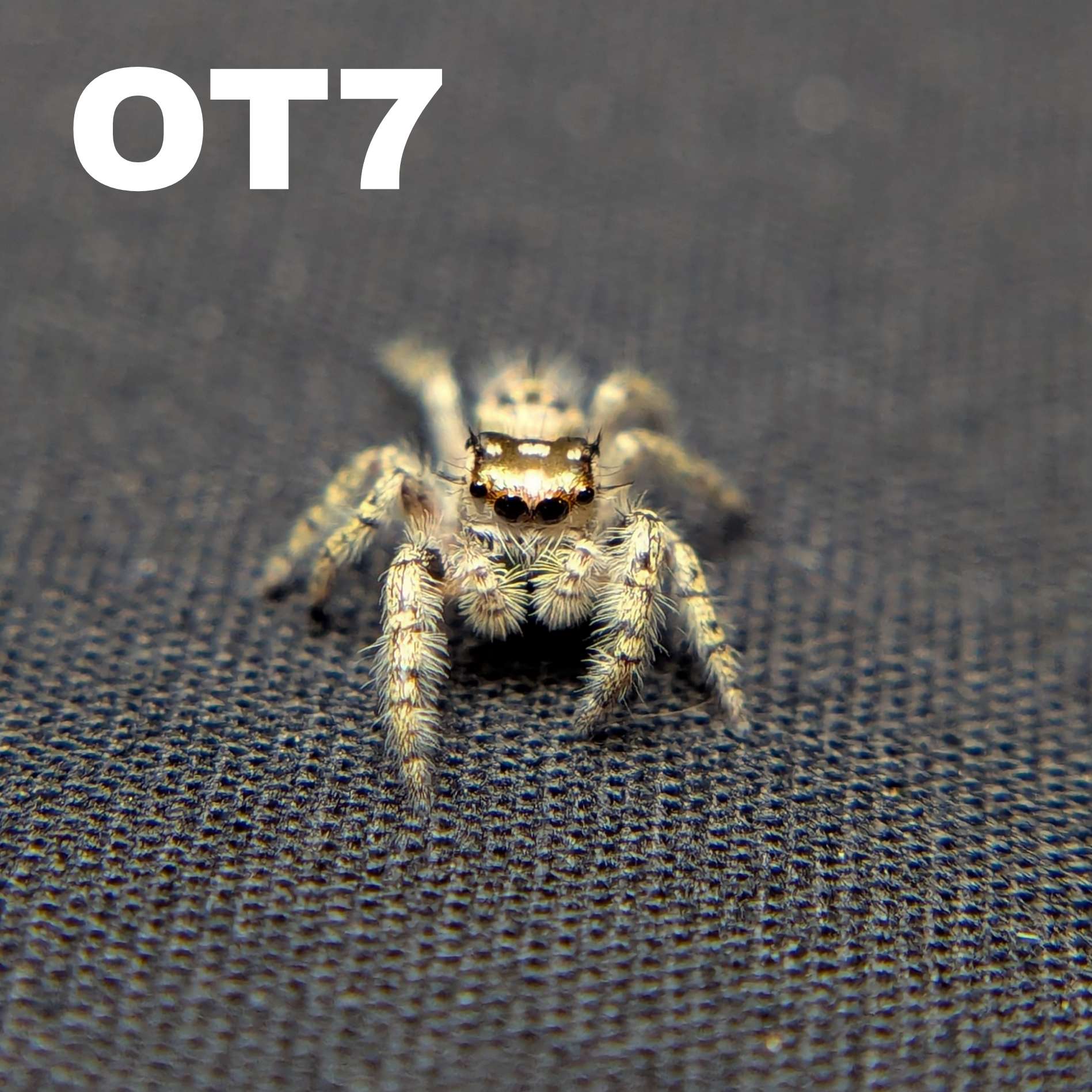 Female Otiosus Jumping Spider Dewdrop - SKU CODE