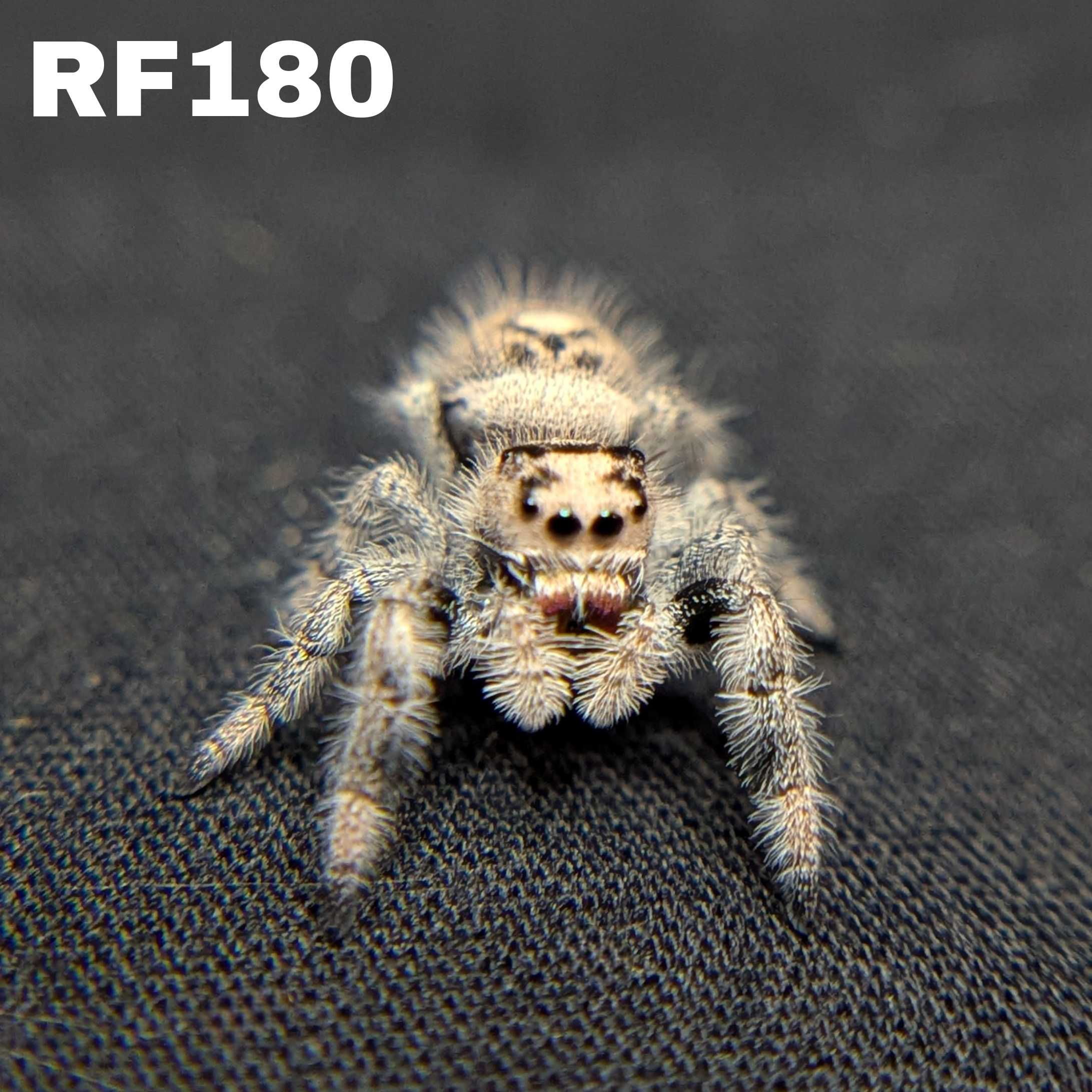 Female Regal Jumping Spider Ginger - SKU CODE