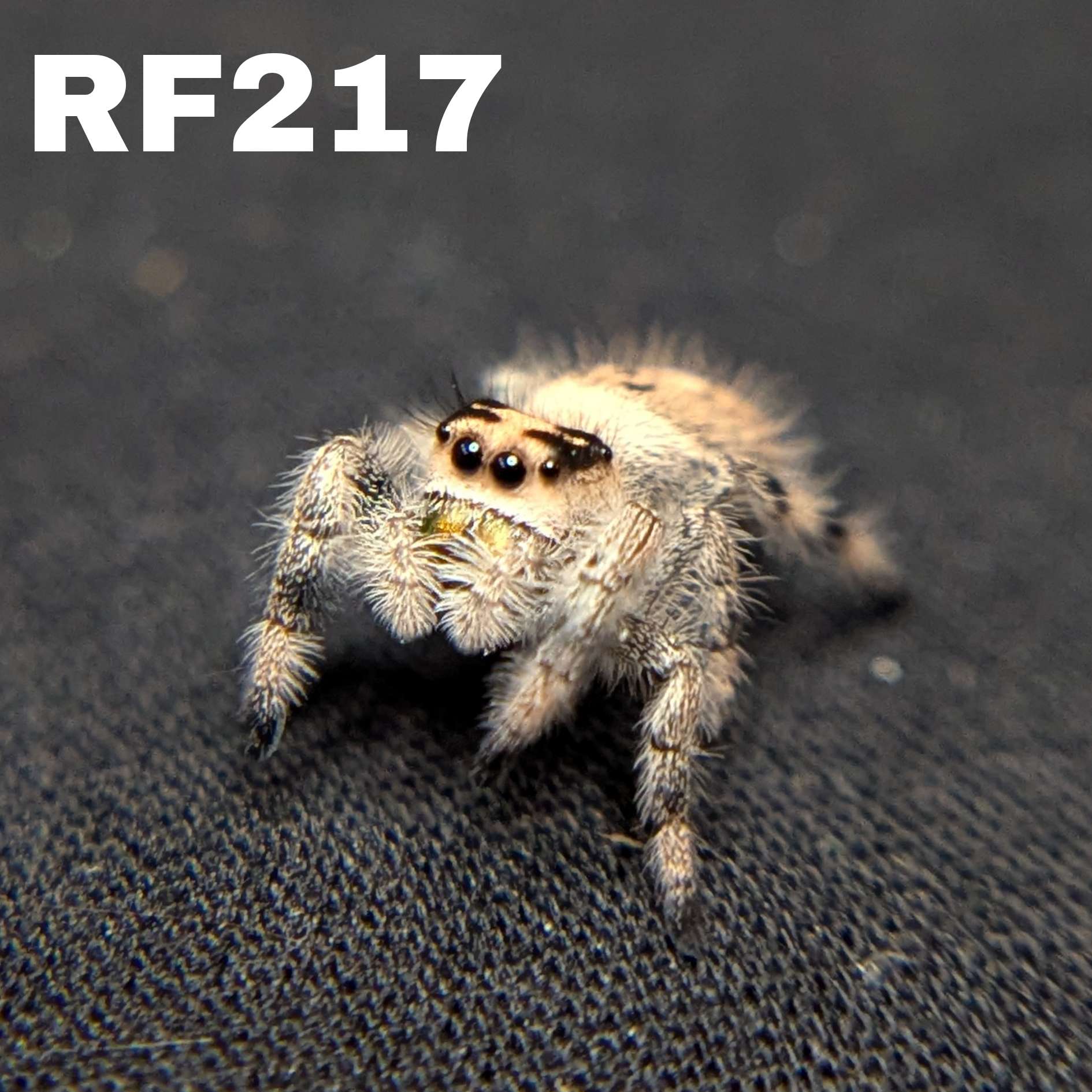Female Regal Jumping Spider Gingersnap - SKU CODE