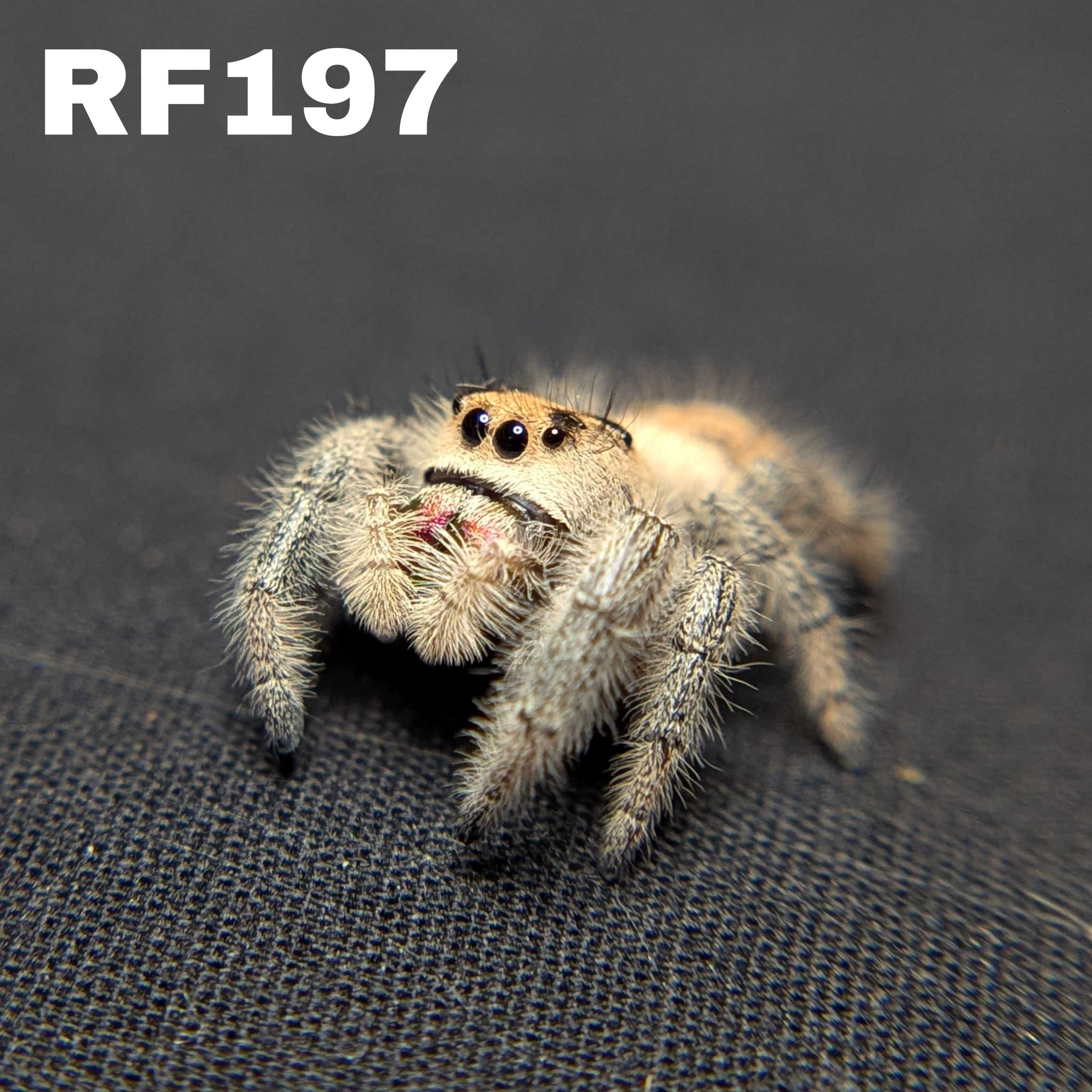 Female Regal Jumping Spider Sweet - SKU CODE