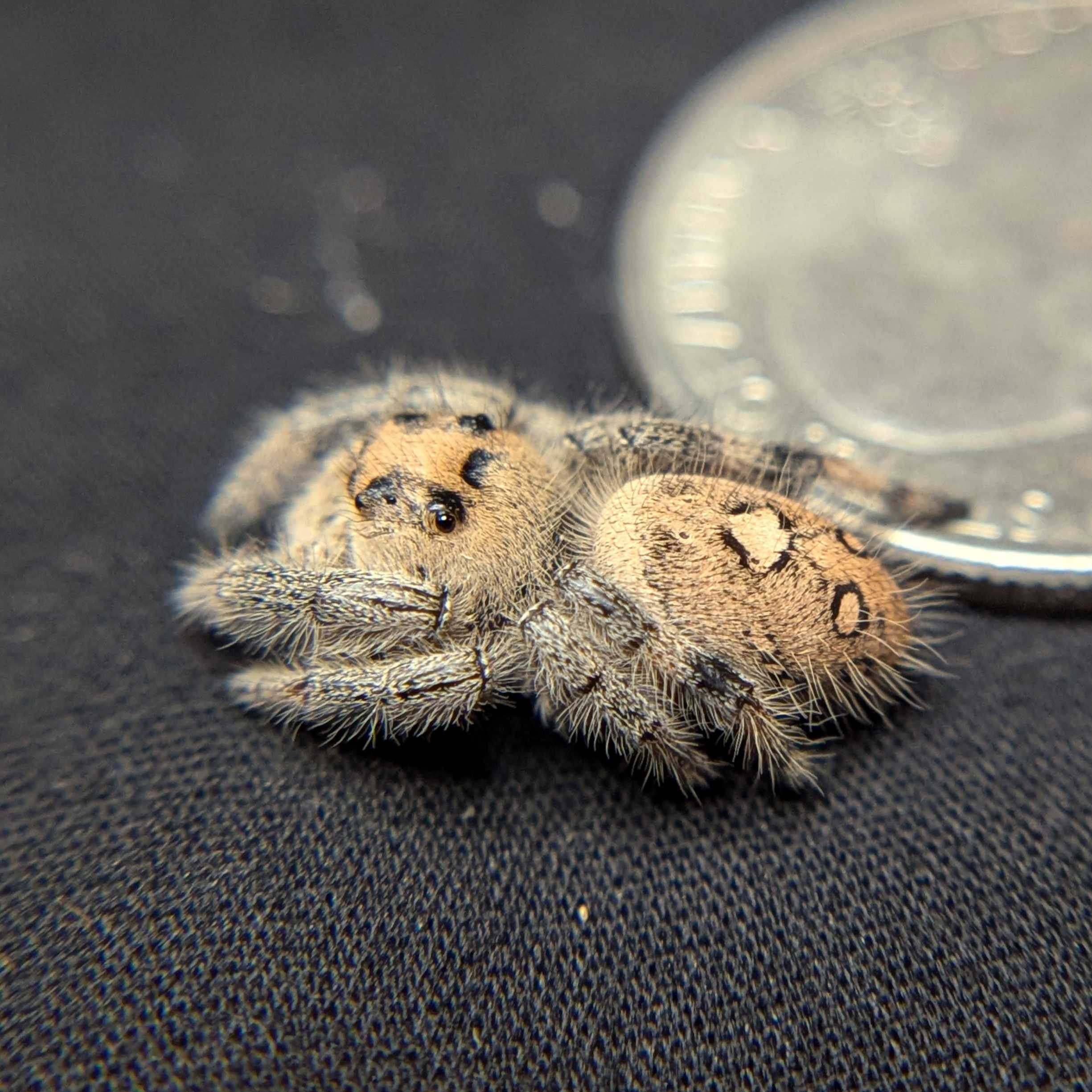 Female Regal Jumping Spider Sweet - Side View