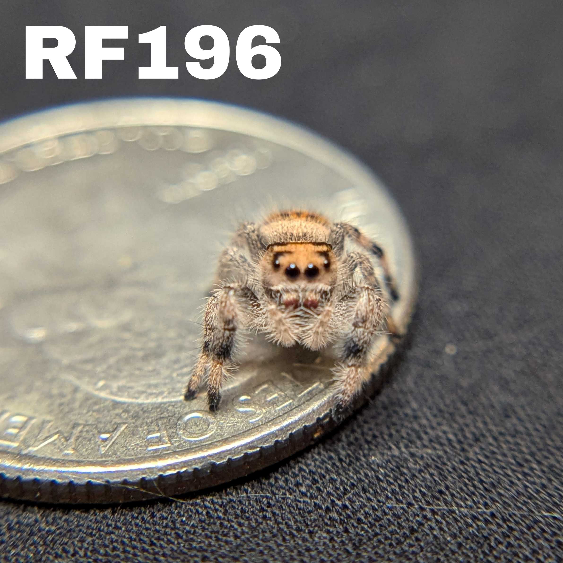 Female Regal Jumping Spider Tiger - SKU CODE