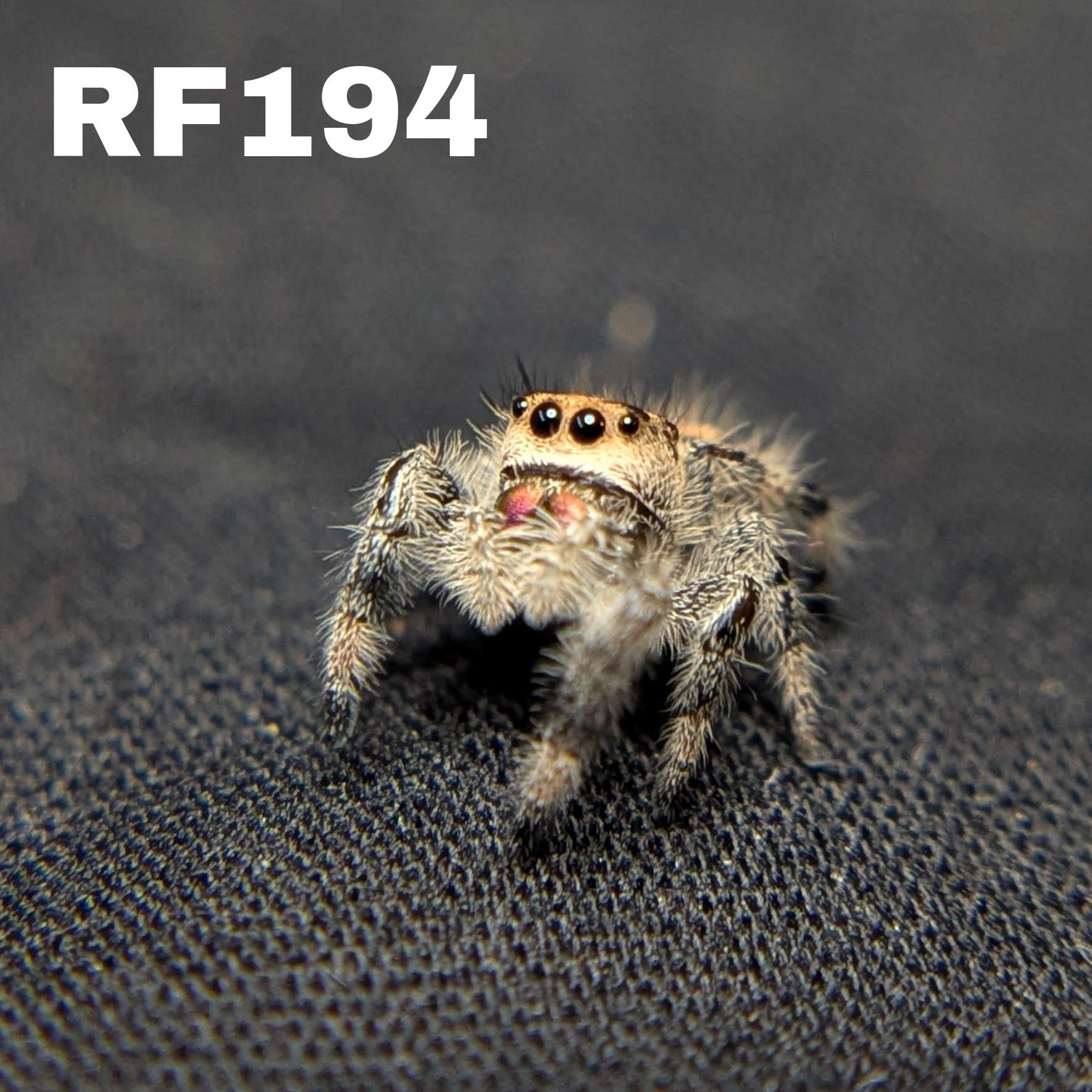 Female Regal Jumping Spider Petal - SKU CODE