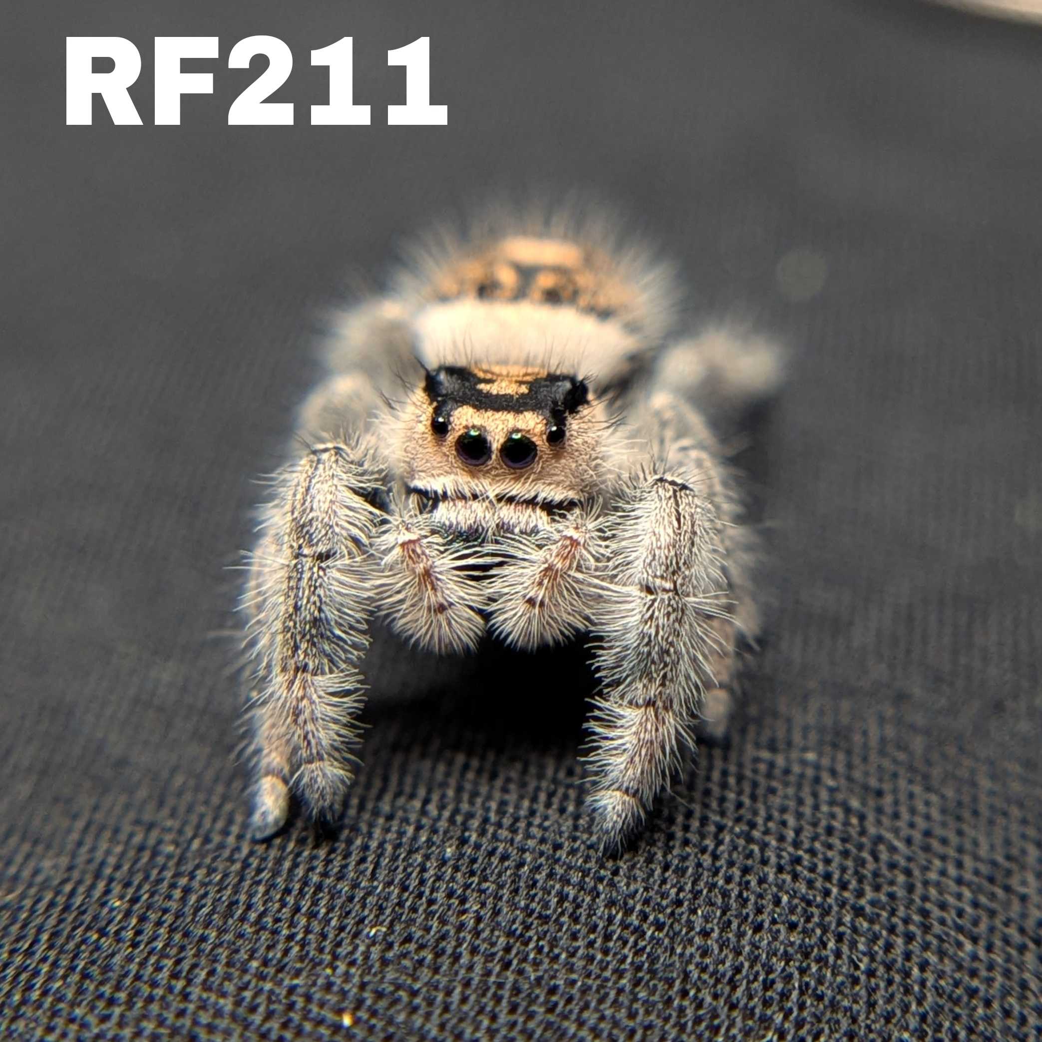 Female Regal Jumping Spider Halloween - SKU CODE