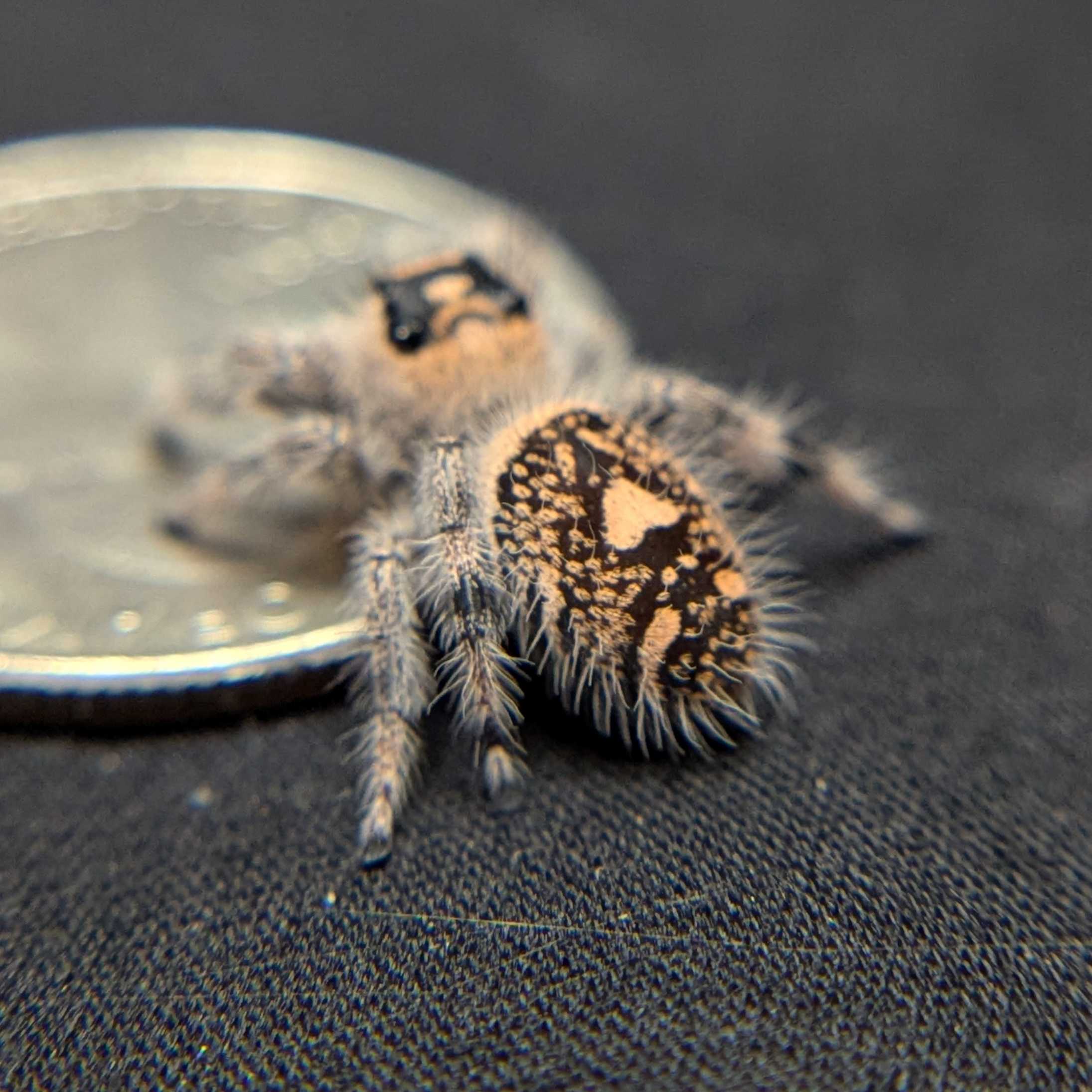 Female Regal Jumping Spider Halloween - Back View