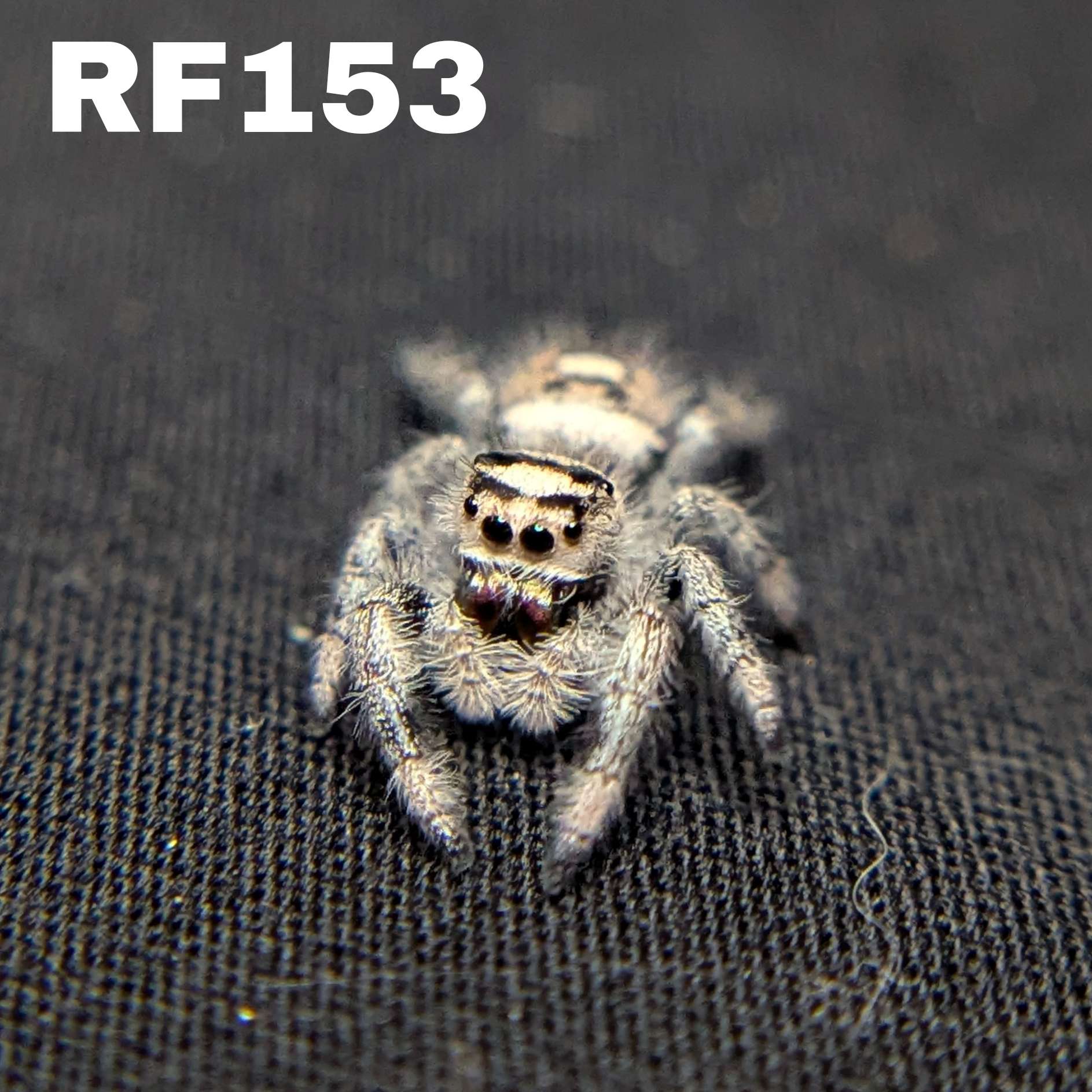 Female Regal Jumping Spider Lunaria - SKU CODE