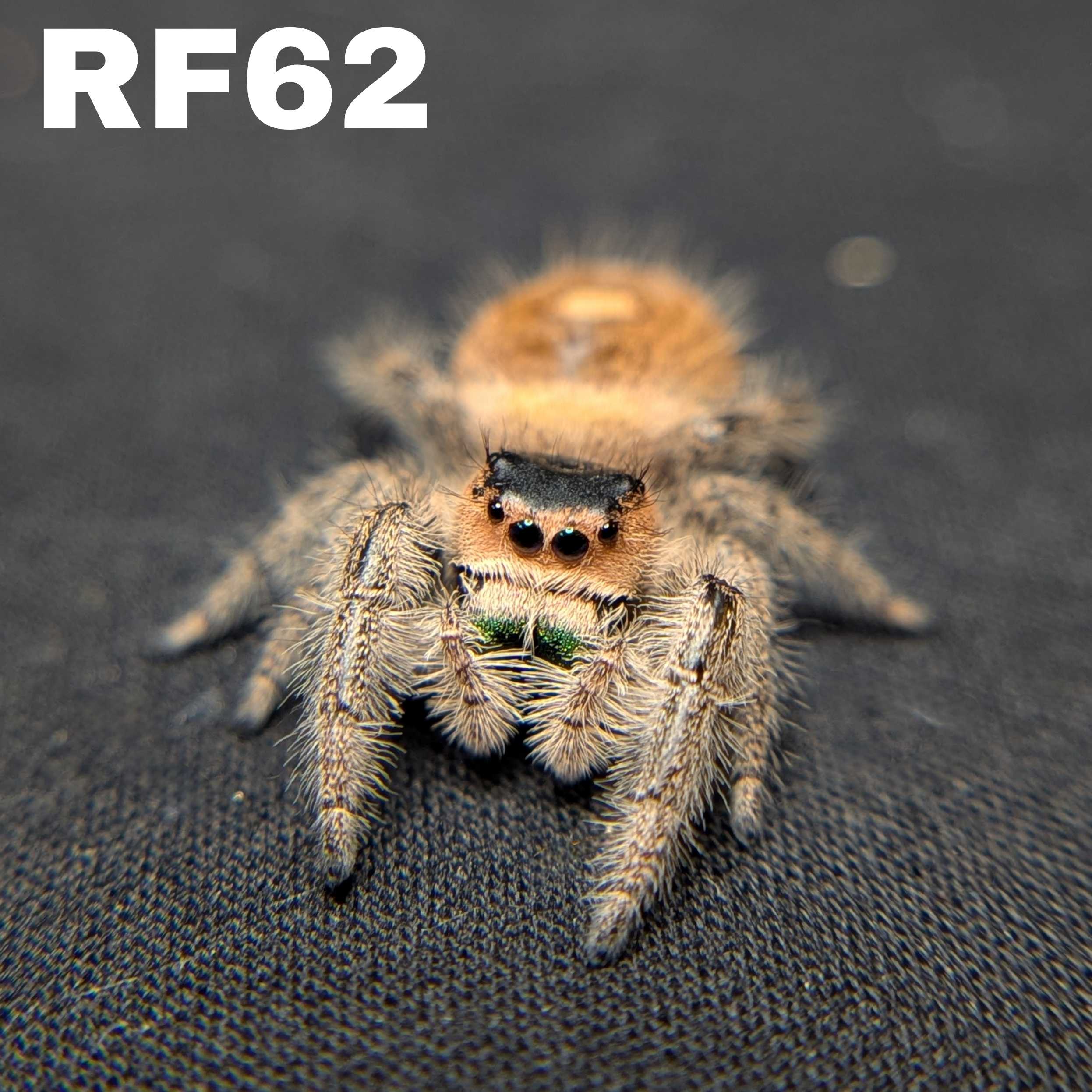 Female Regal Jumping Spider Sahara - SKU CODE