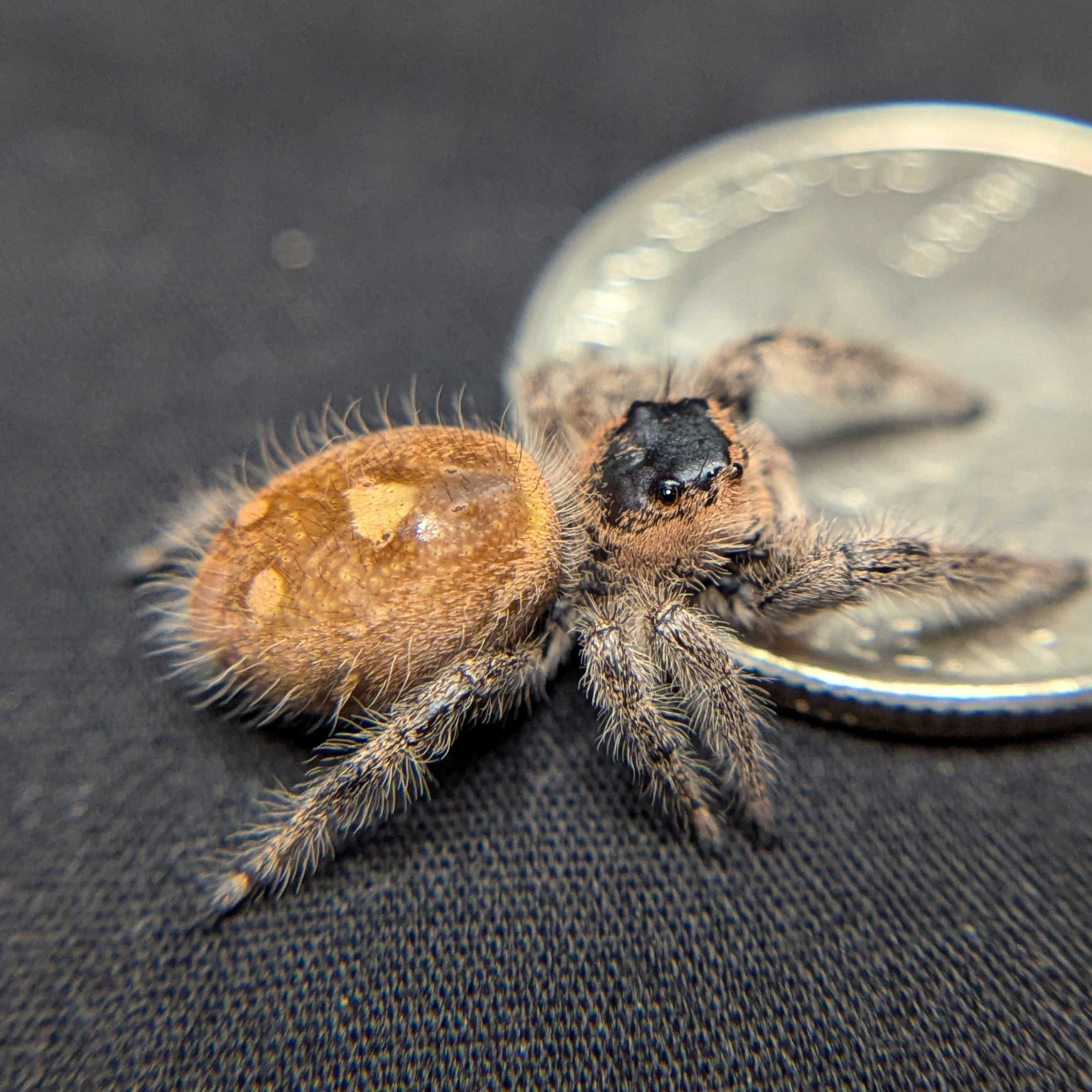 Female Regal Jumping Spider Sahara - Side View