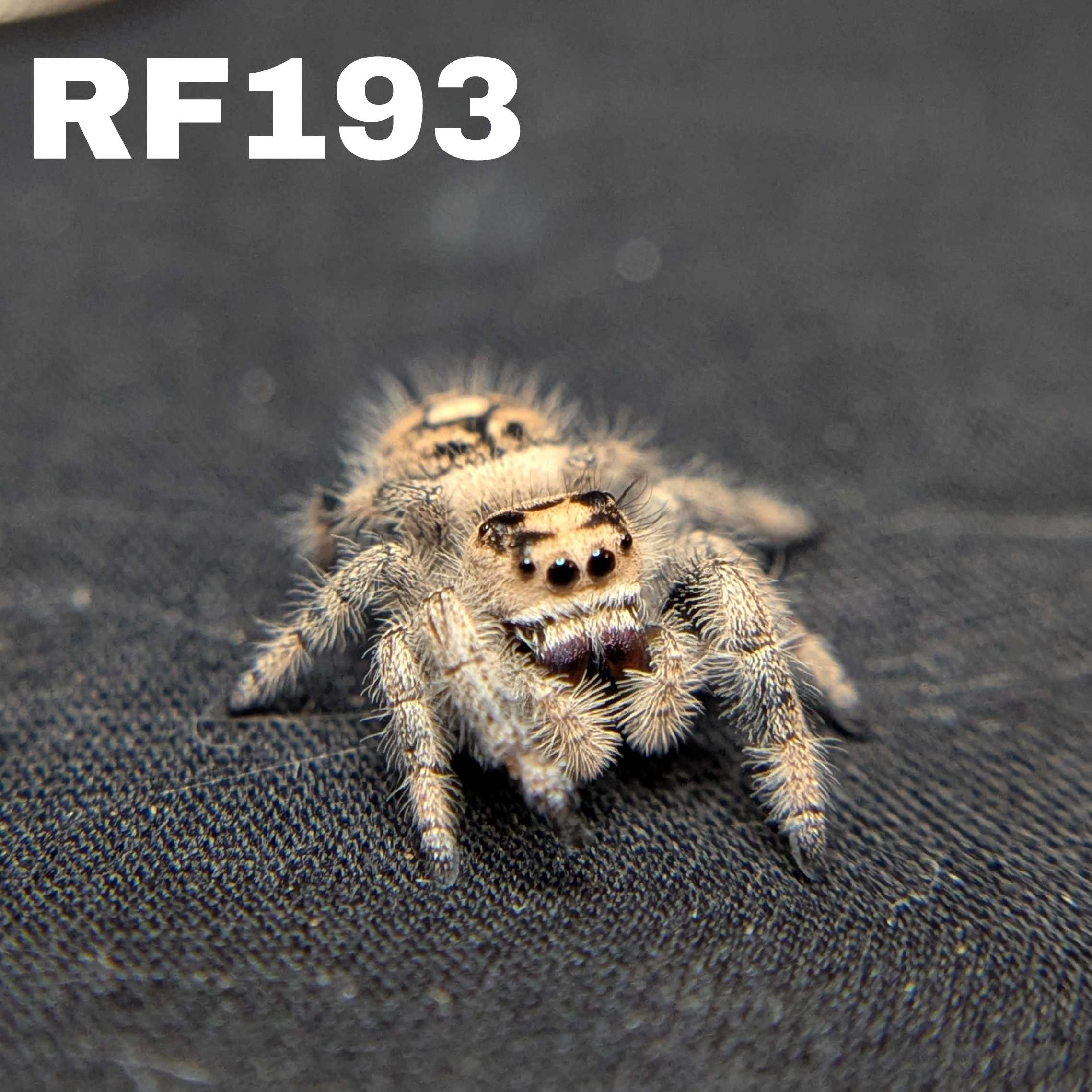Female Regal Jumping Spider Wheat - SKU CODE