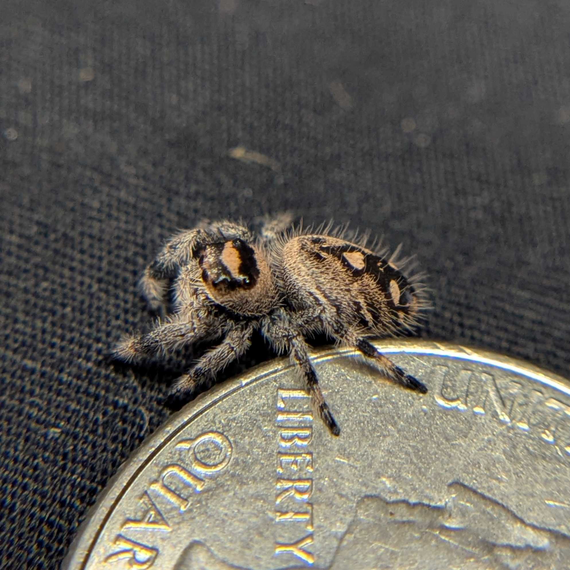 Female Regal Jumping Spider Runtz - Side View