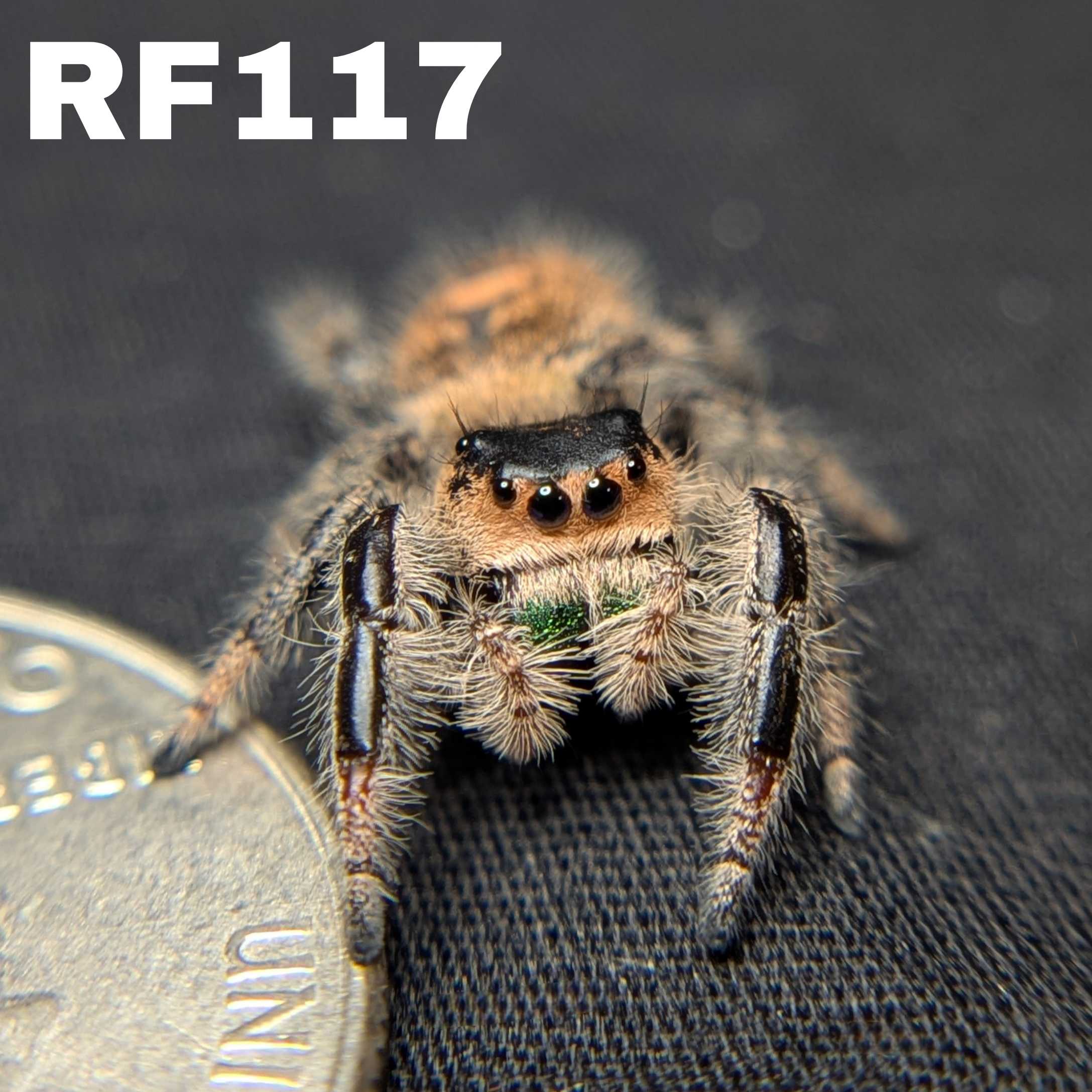 Regal Jumping Spider "Charmander"