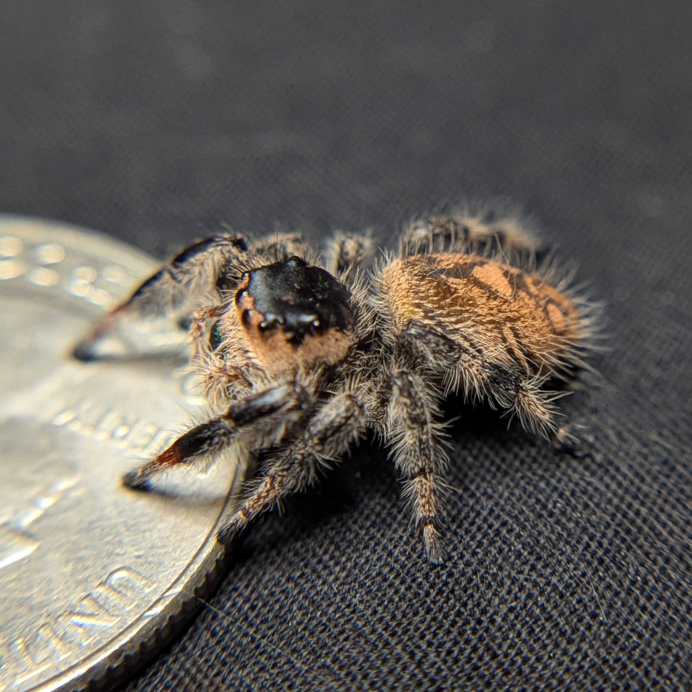 Regal Jumping Spider "Charmander"