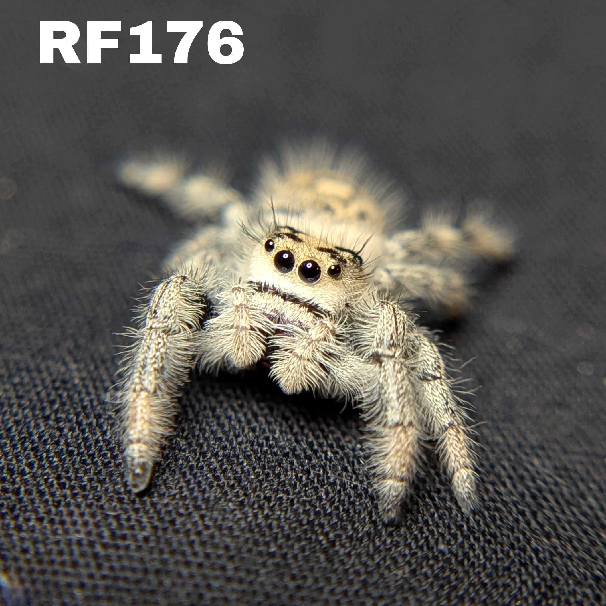 Regal Jumping Spider "Yogurt"