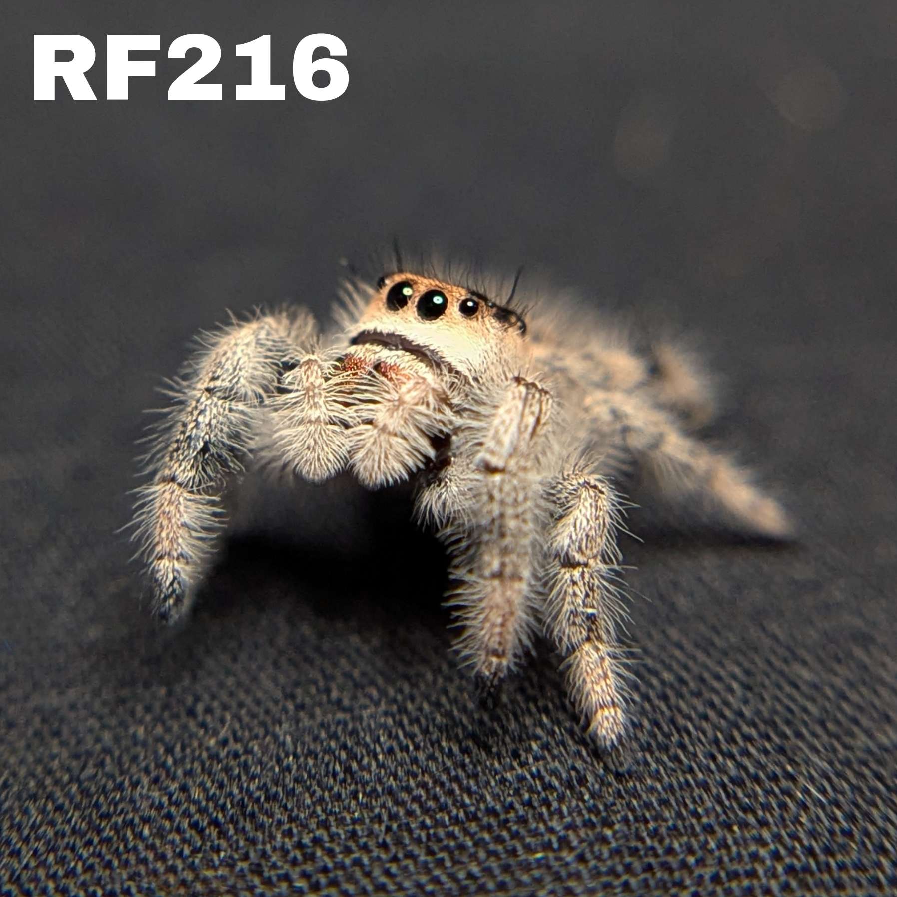 Regal Jumping Spider "Matilda"