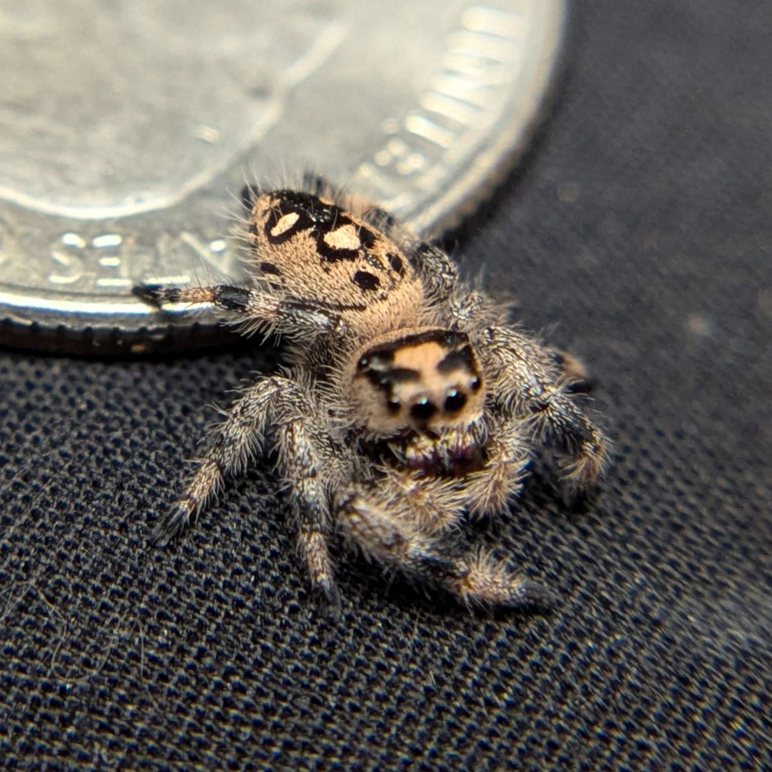 Regal Jumping Spider "Gothic"