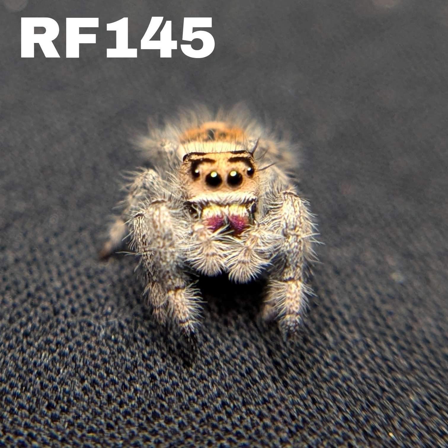 Regal Jumping Spider "Lava"