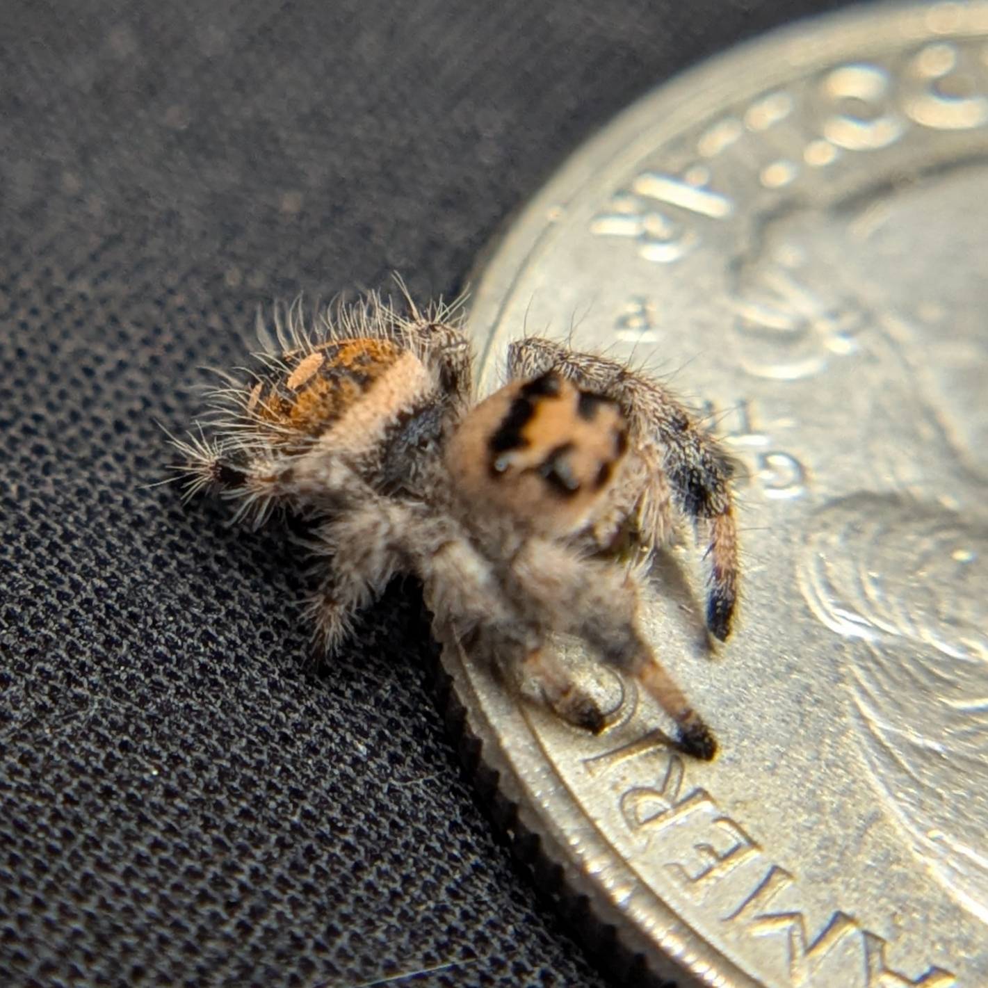 Regal Jumping Spider "Lava"