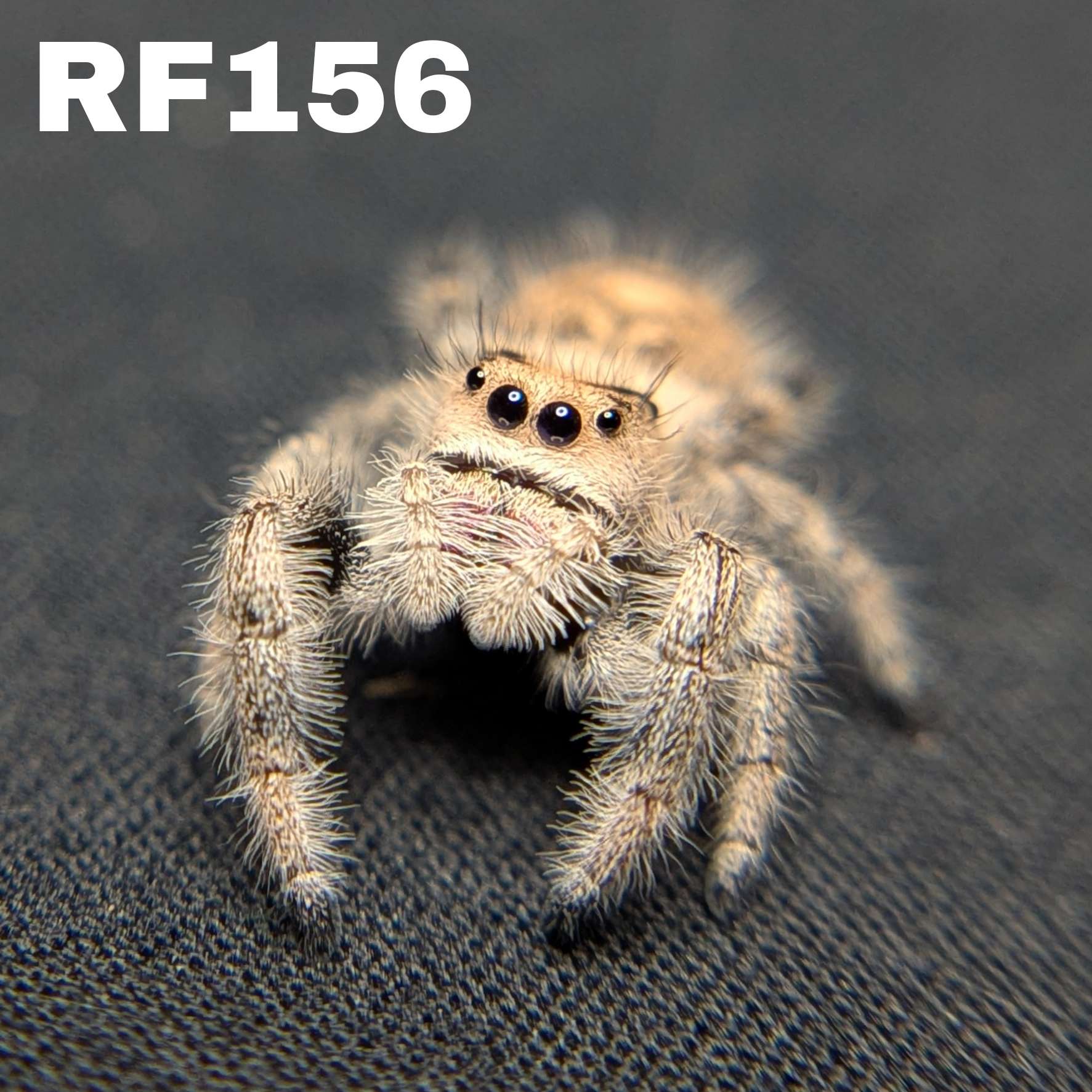 Regal Jumping Spider "Wafer"