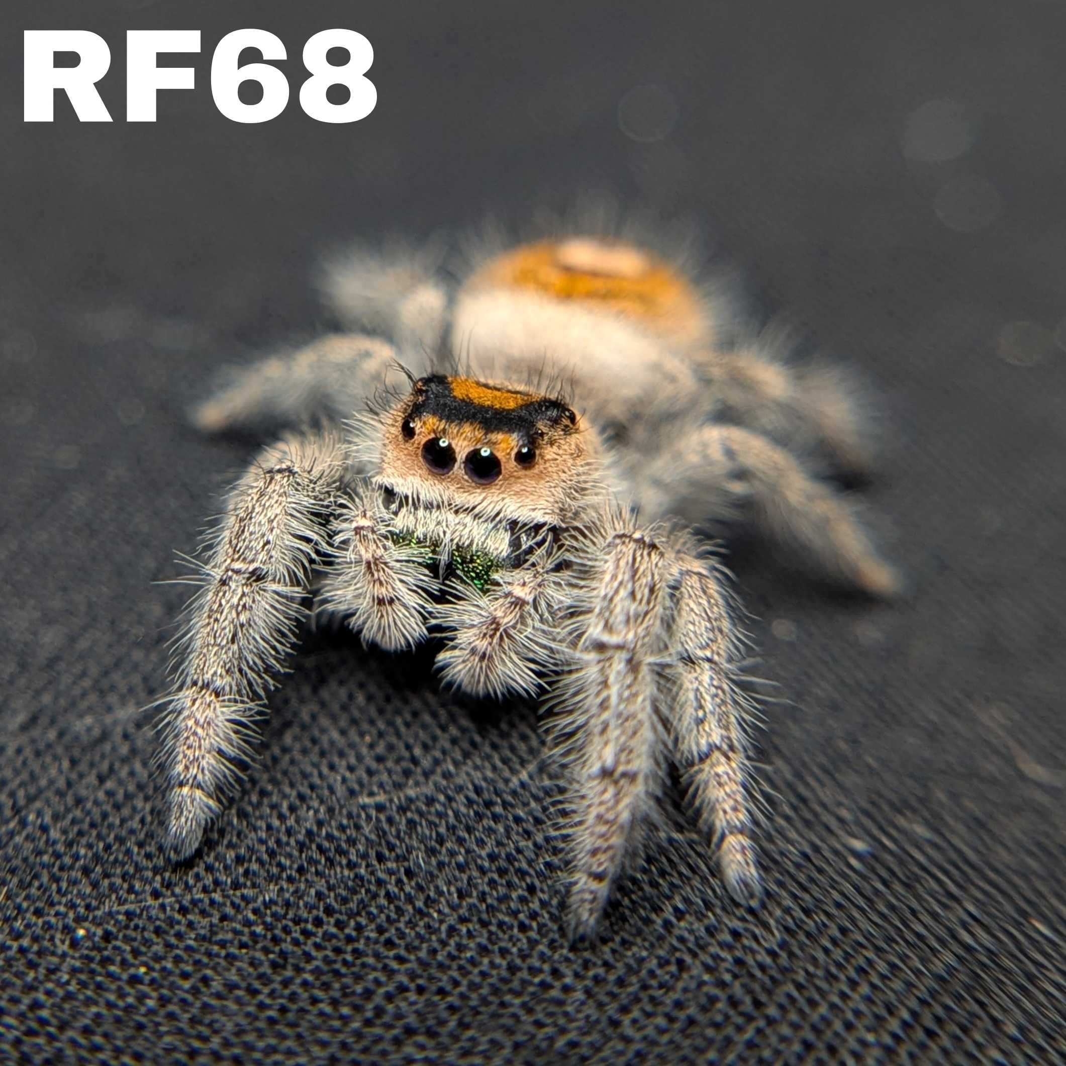 Regal Jumping Spider "Autumn"