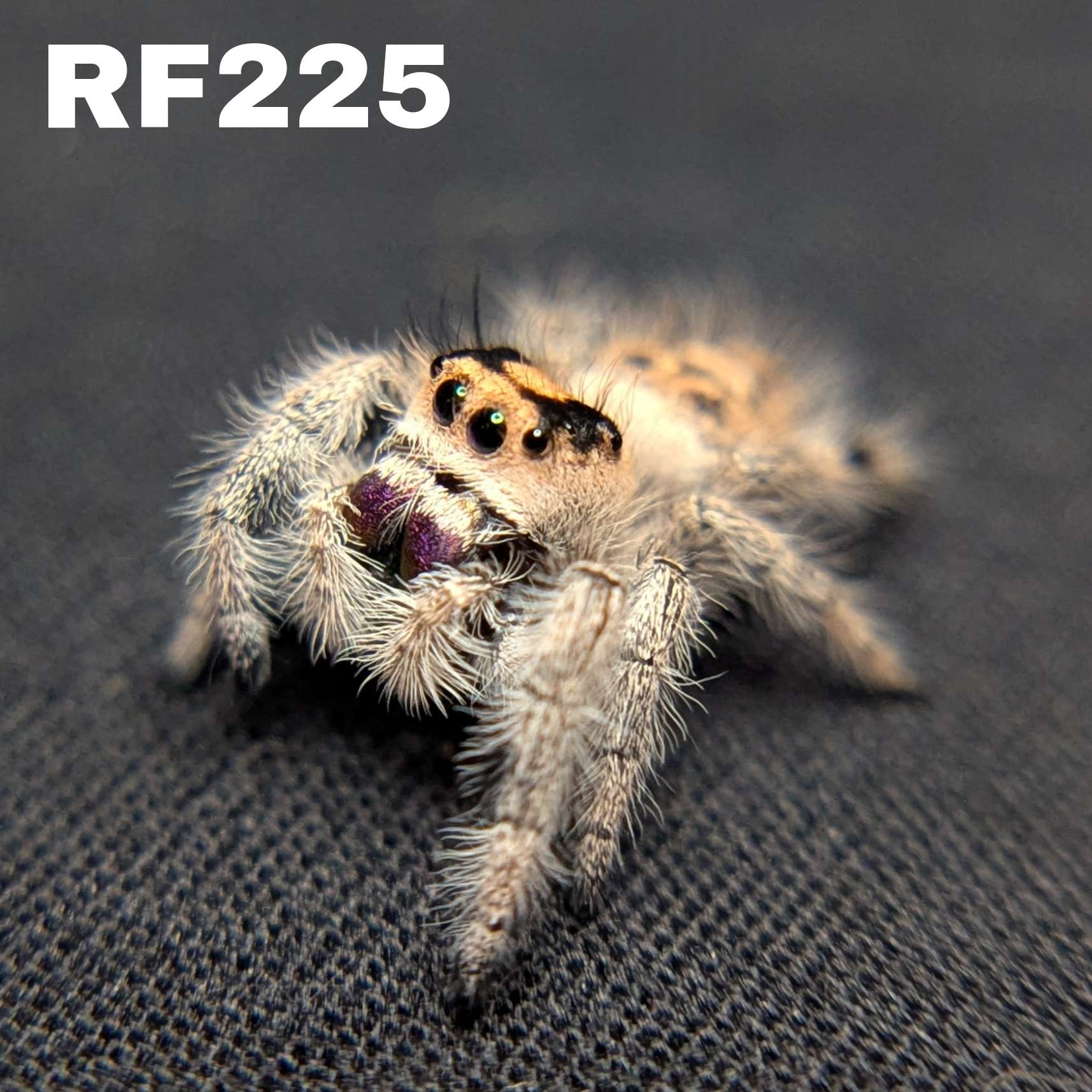 Regal Jumping Spider "Moody"