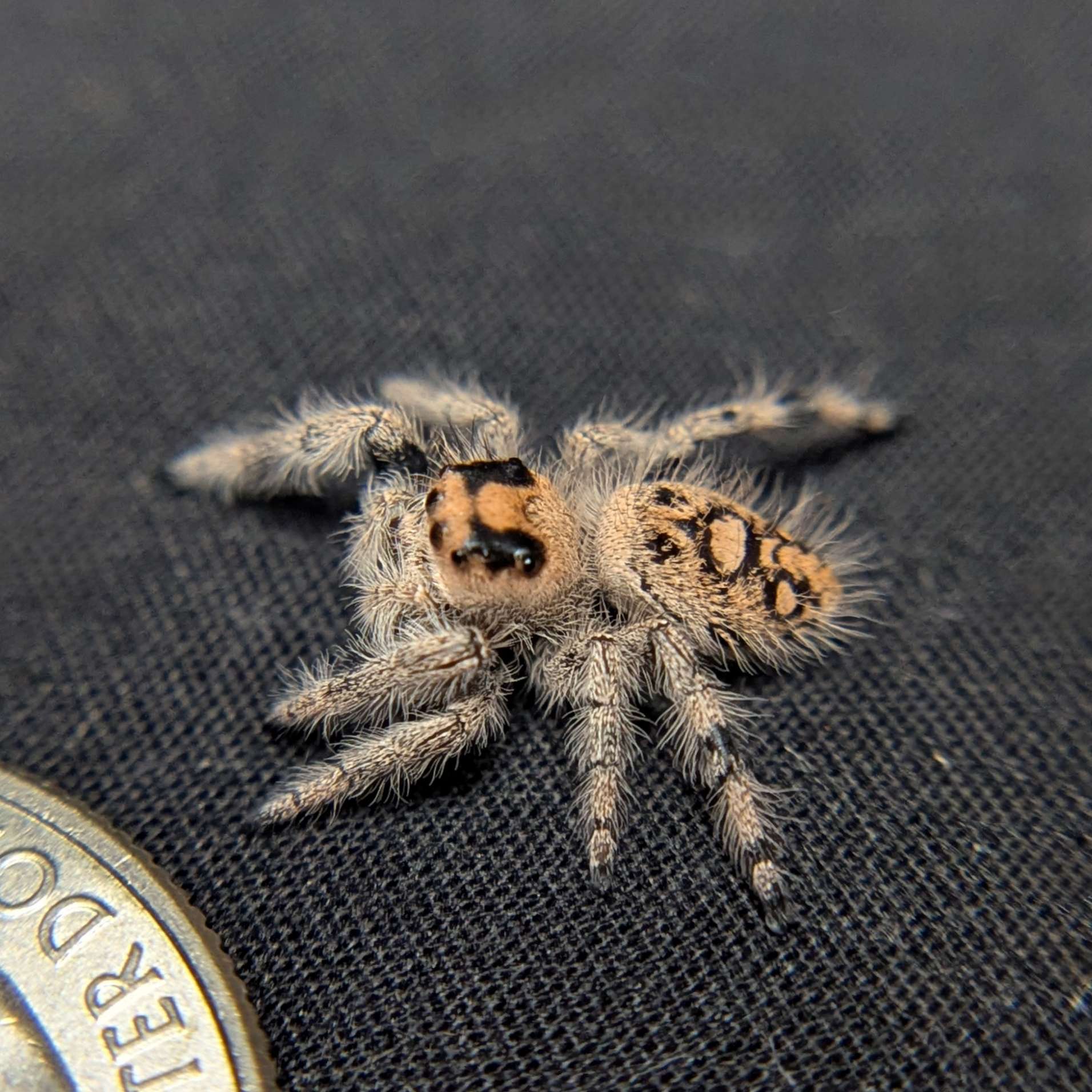 Regal Jumping Spider "Moody"