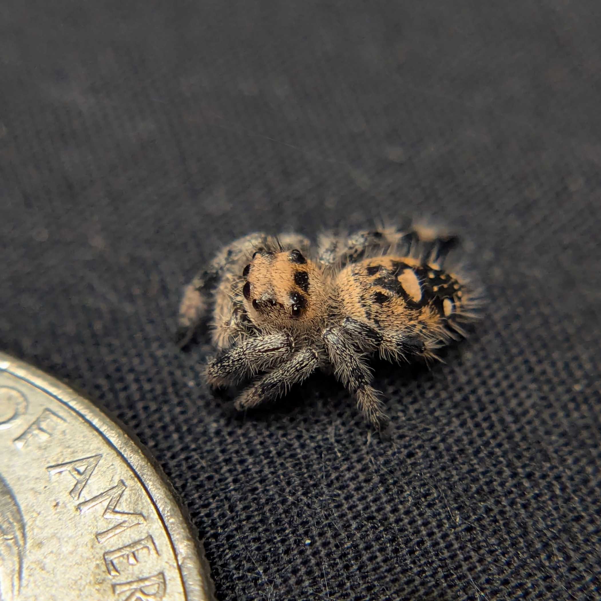 Regal Jumping Spider "Raisin"