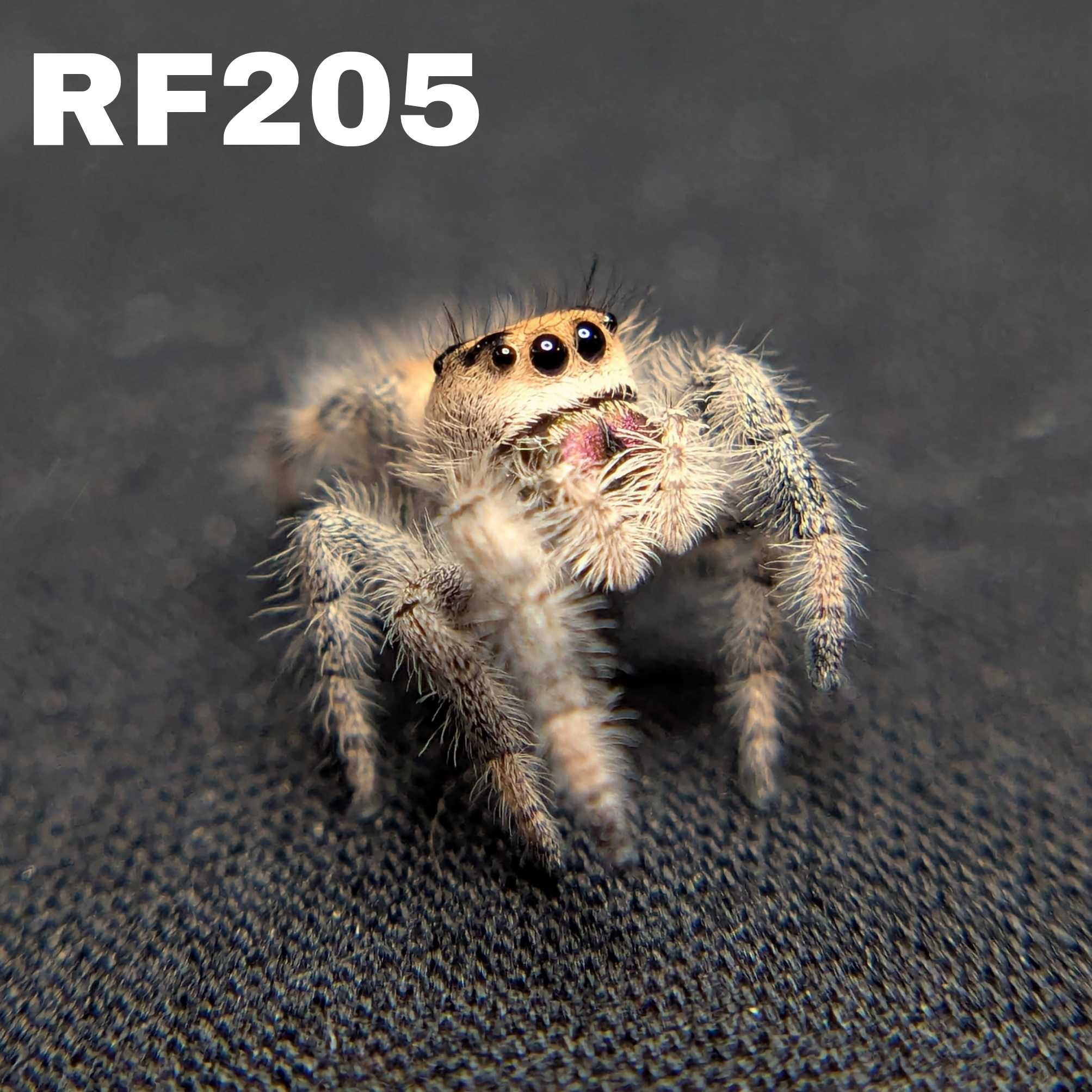 Regal Jumping Spider “Penny”