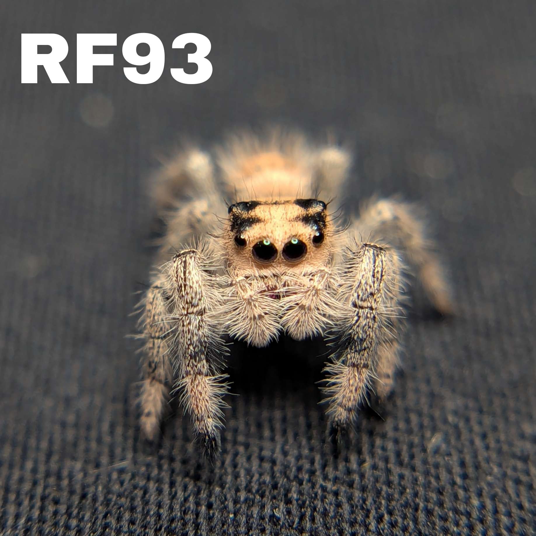 Regal Jumping Spider “Peanut Butter”