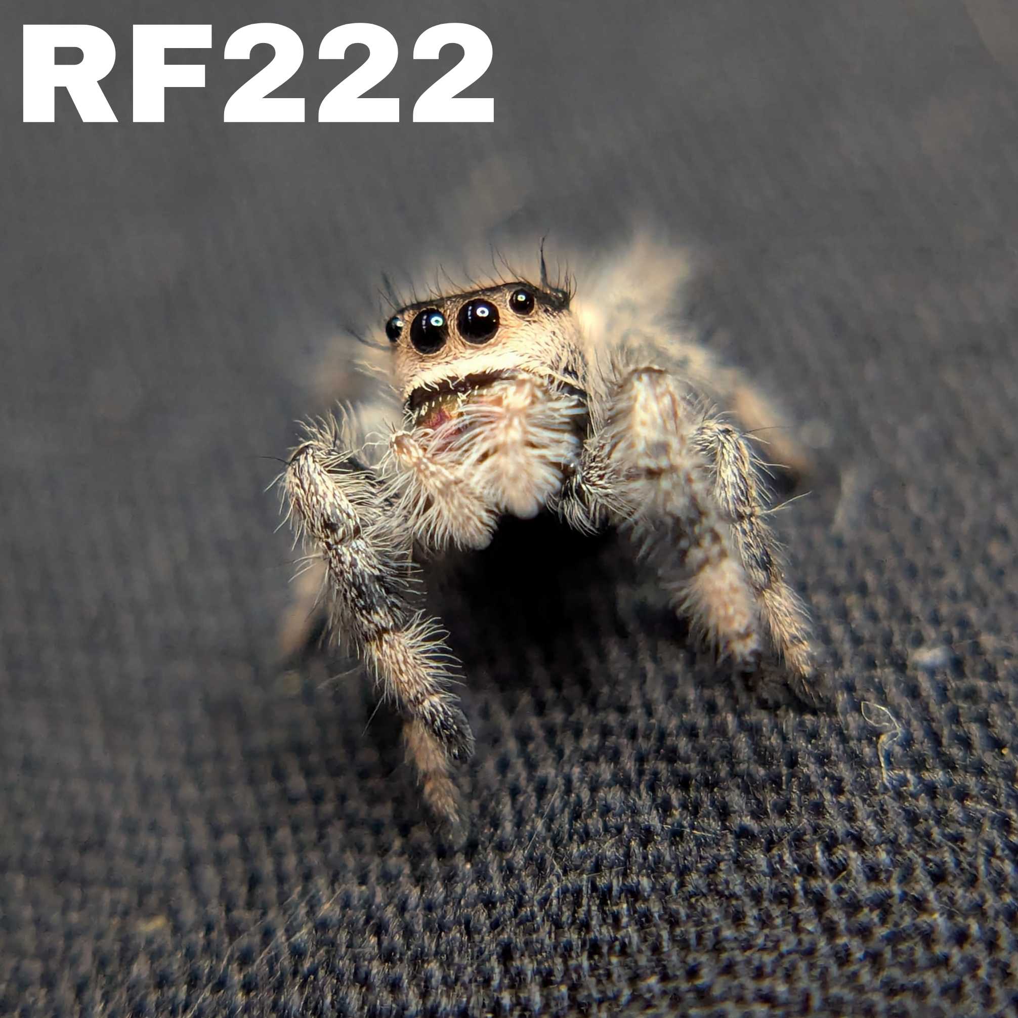 Female Regal Jumping Spider Tart - SKU CODE