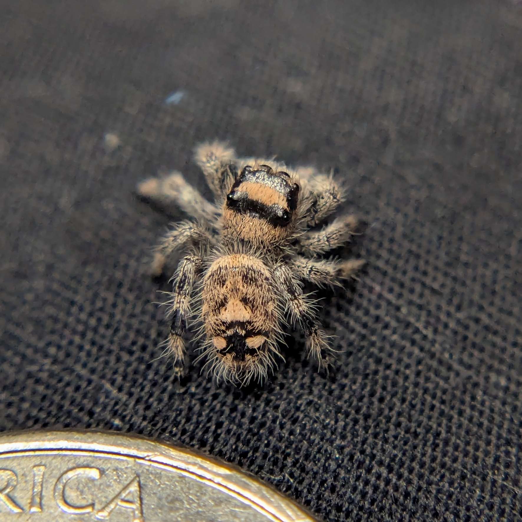 Female Regal Jumping Spider Tart - Back View