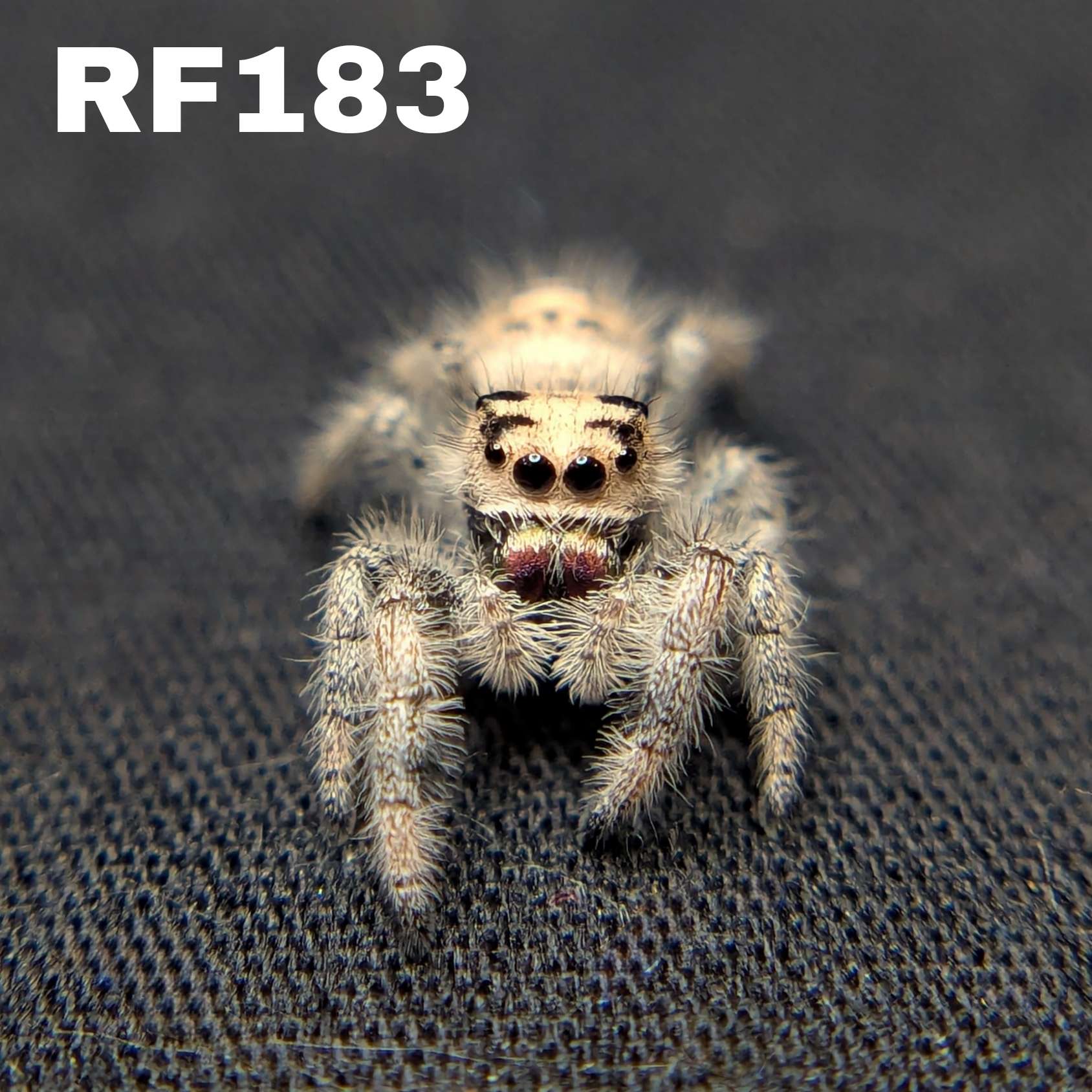 Female Regal Jumping Spider Nova - SKU CODE