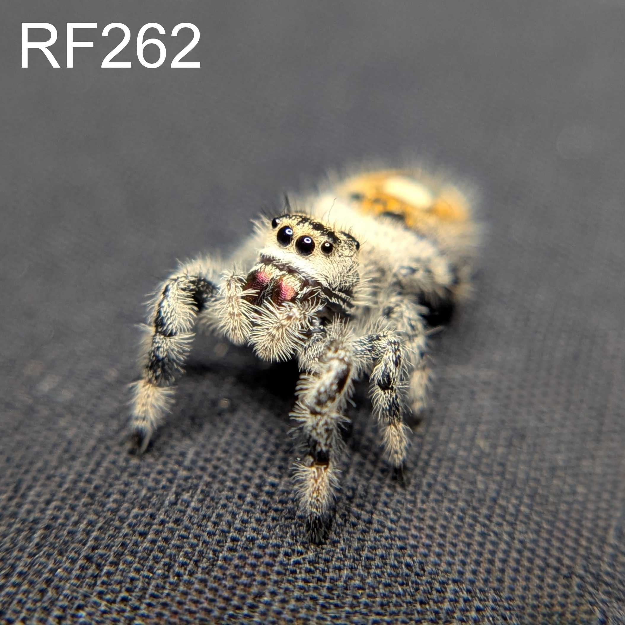 Female Regal Jumping Spider Daisy - SKU CODE