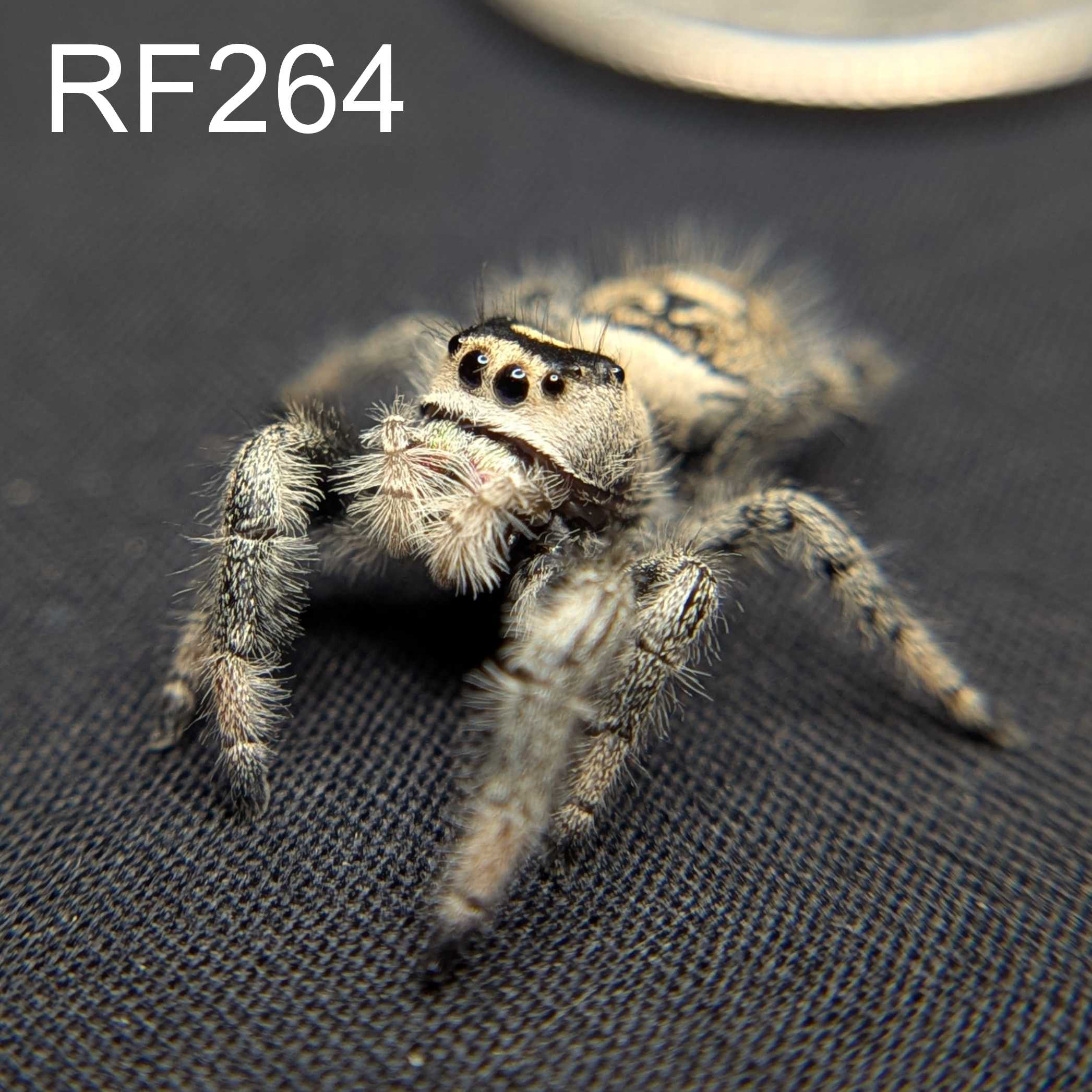 Female Regal Jumping Spider Marshmellow - SKU CODE