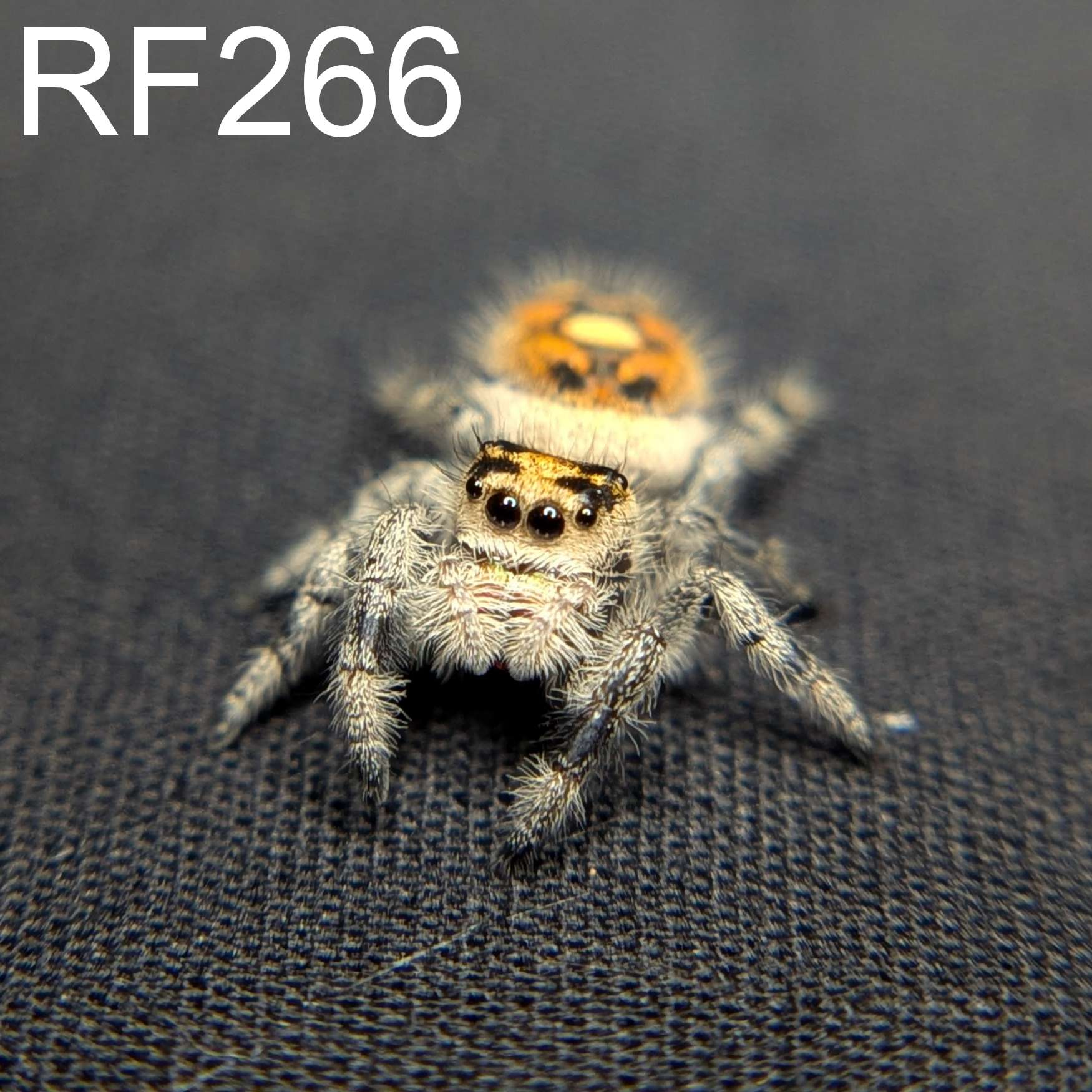 Female Regal Jumping Spider Marzipan - SKU CODE