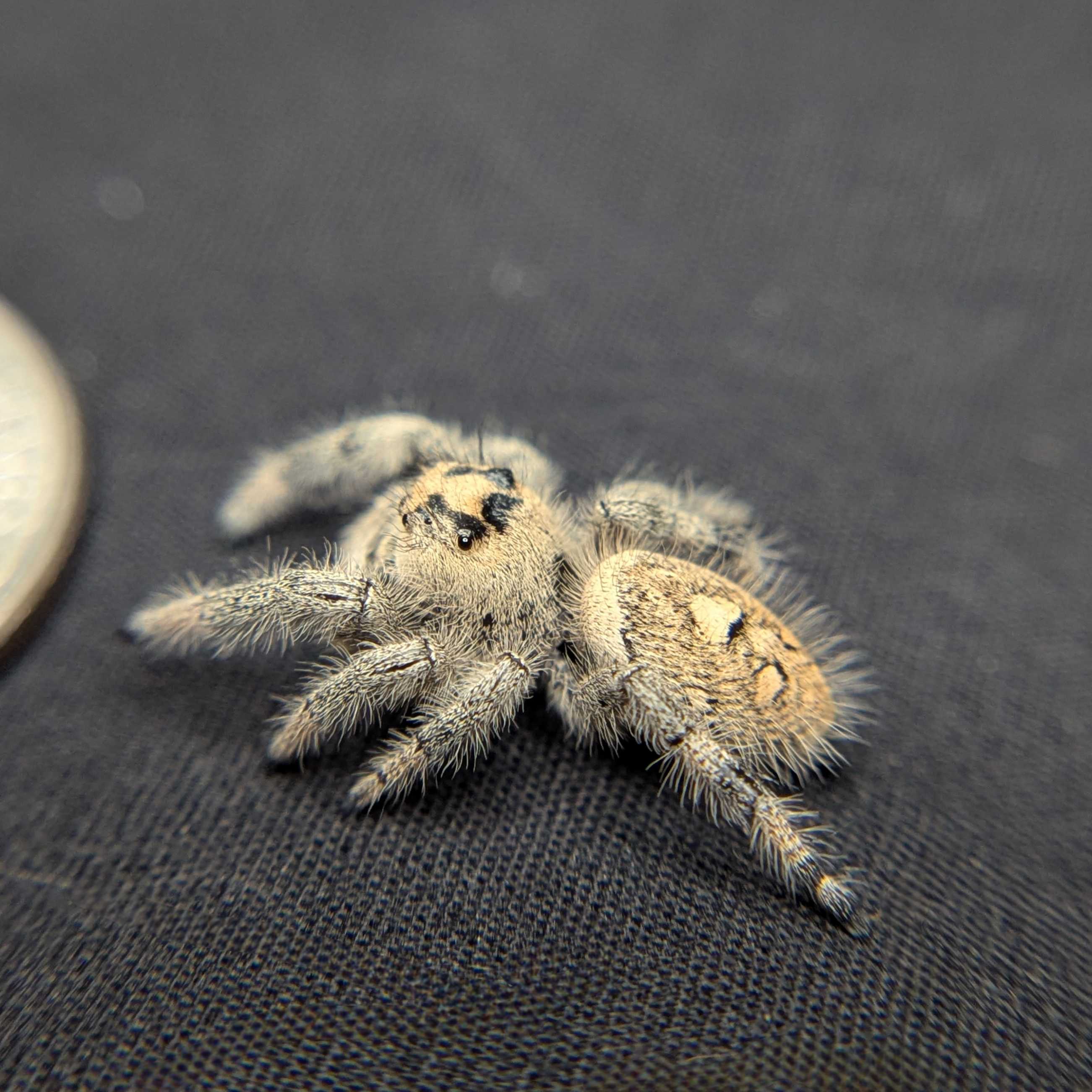 Regal Jumping Spider "Blush"