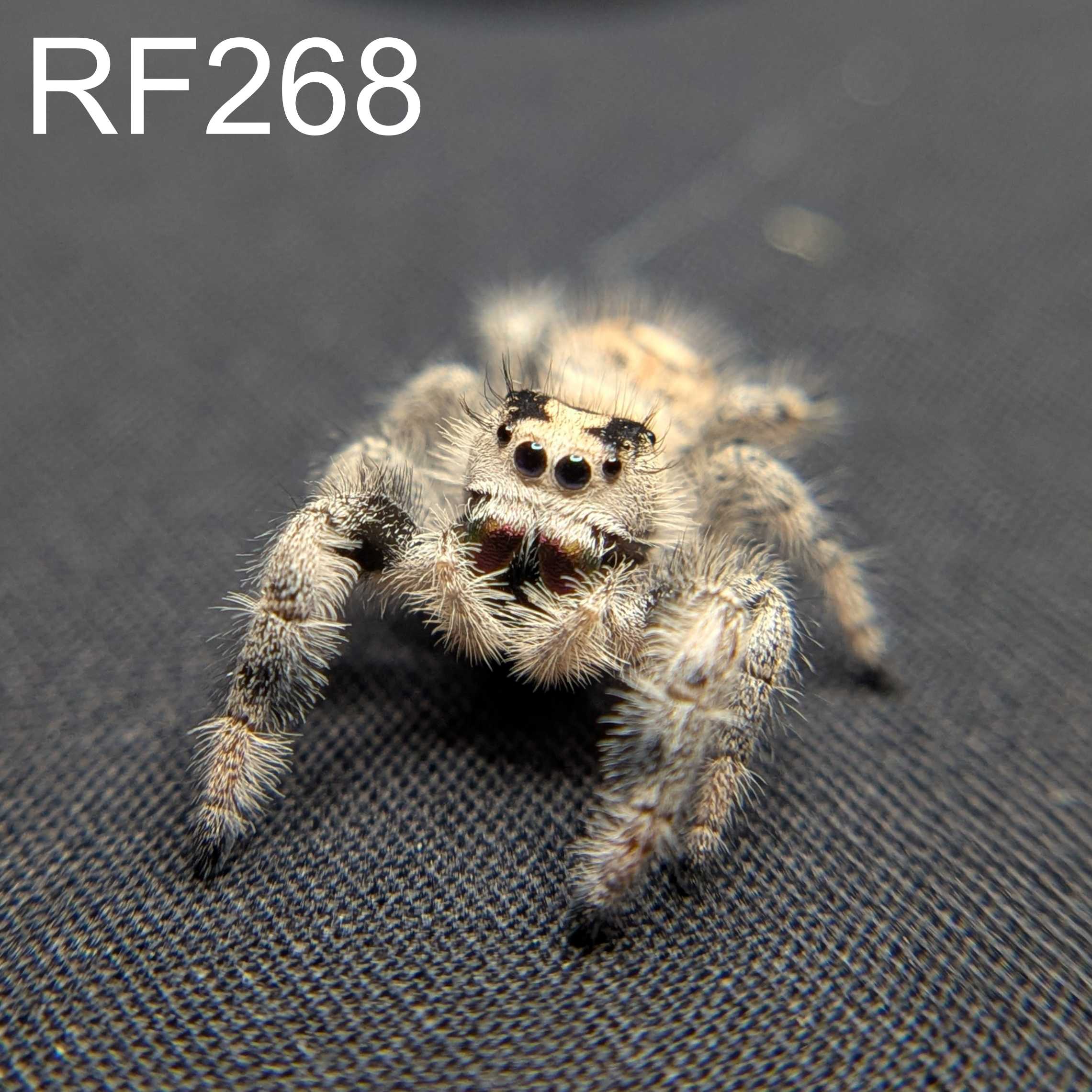 Regal Jumping Spider "Cotton"