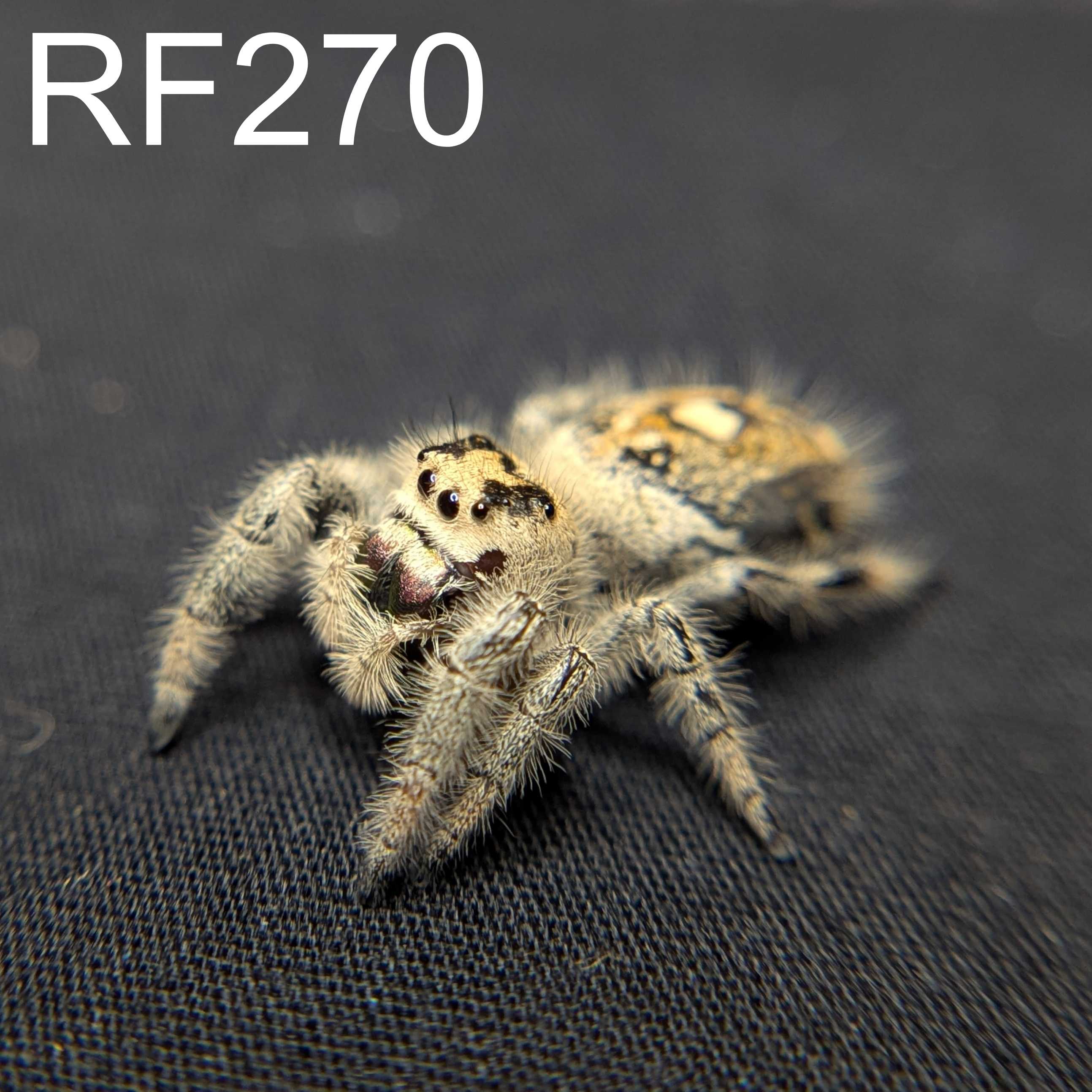 Female Regal Jumping Spider Macaron - SKU CODE