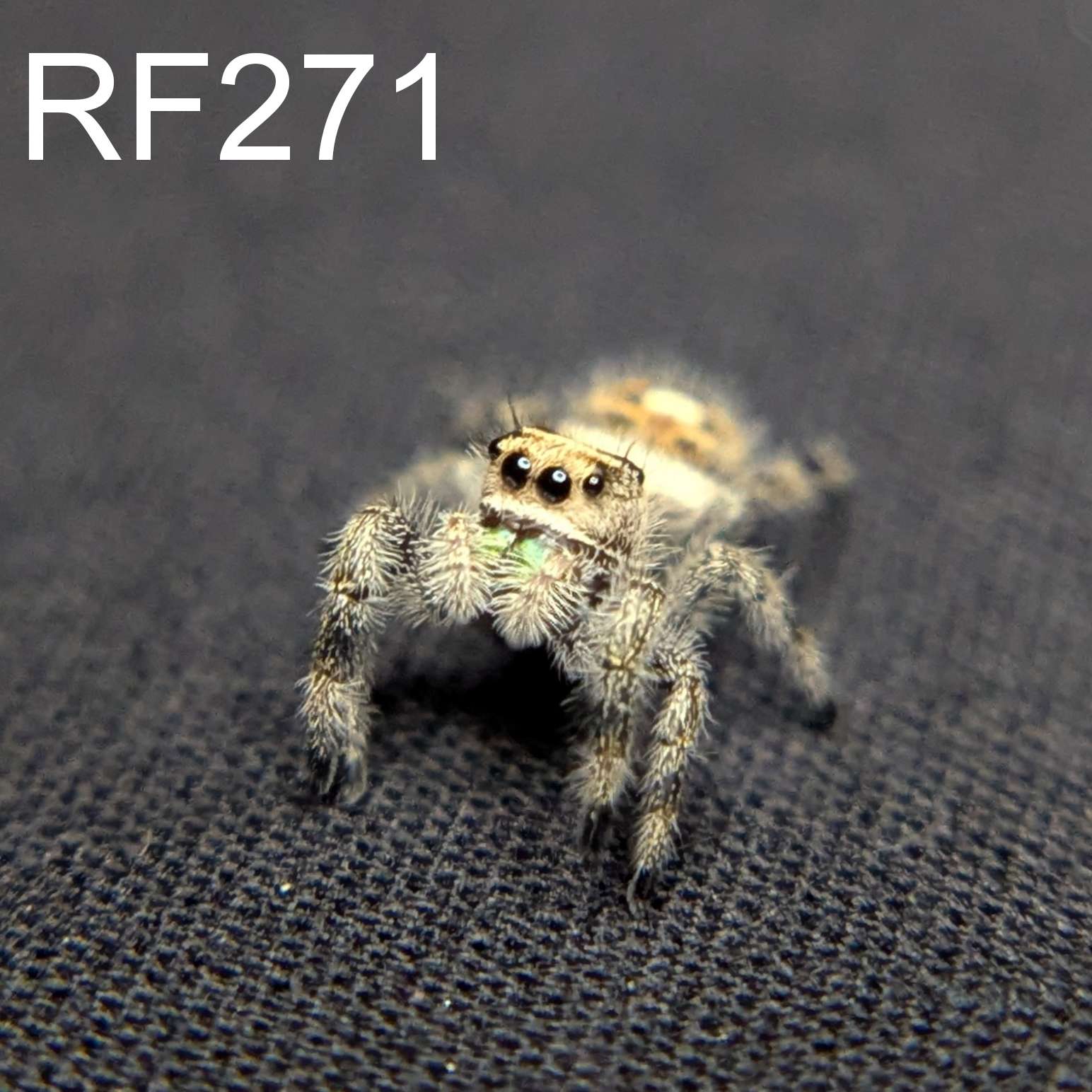 Regal Jumping Spider "Glowpetal"