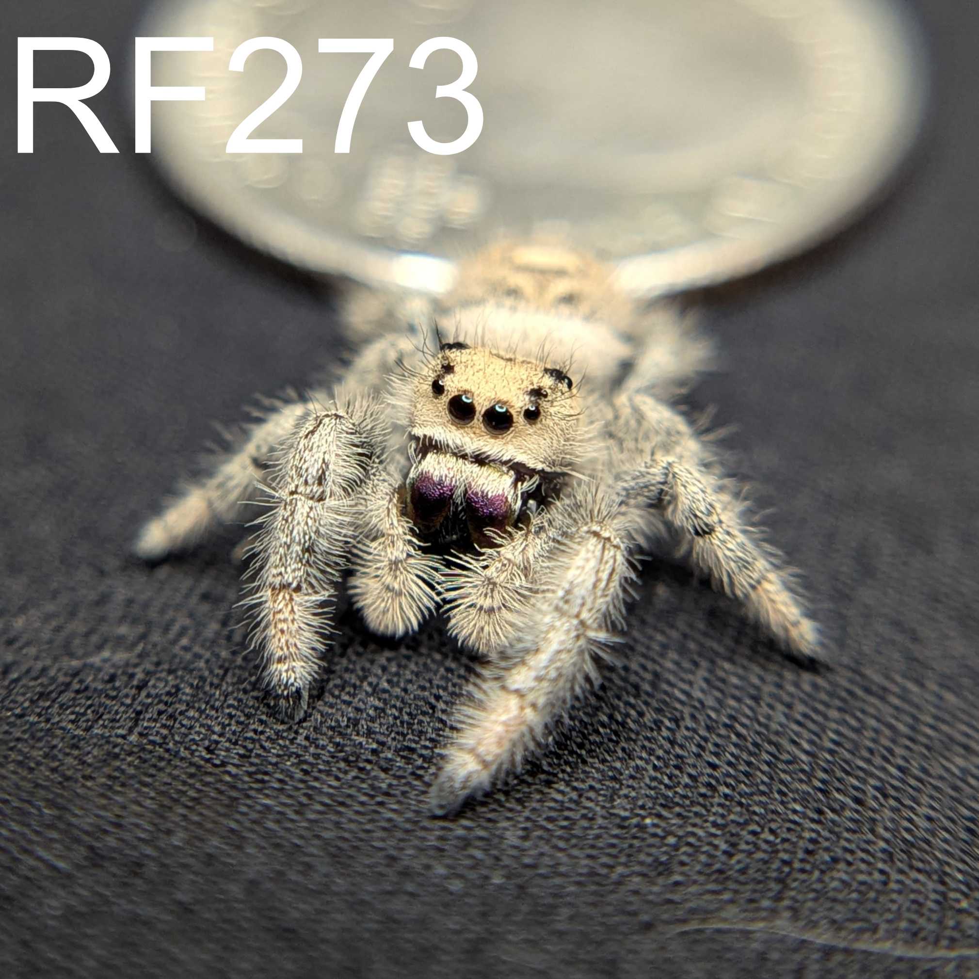 Regal Jumping Spider "Sugarplum"