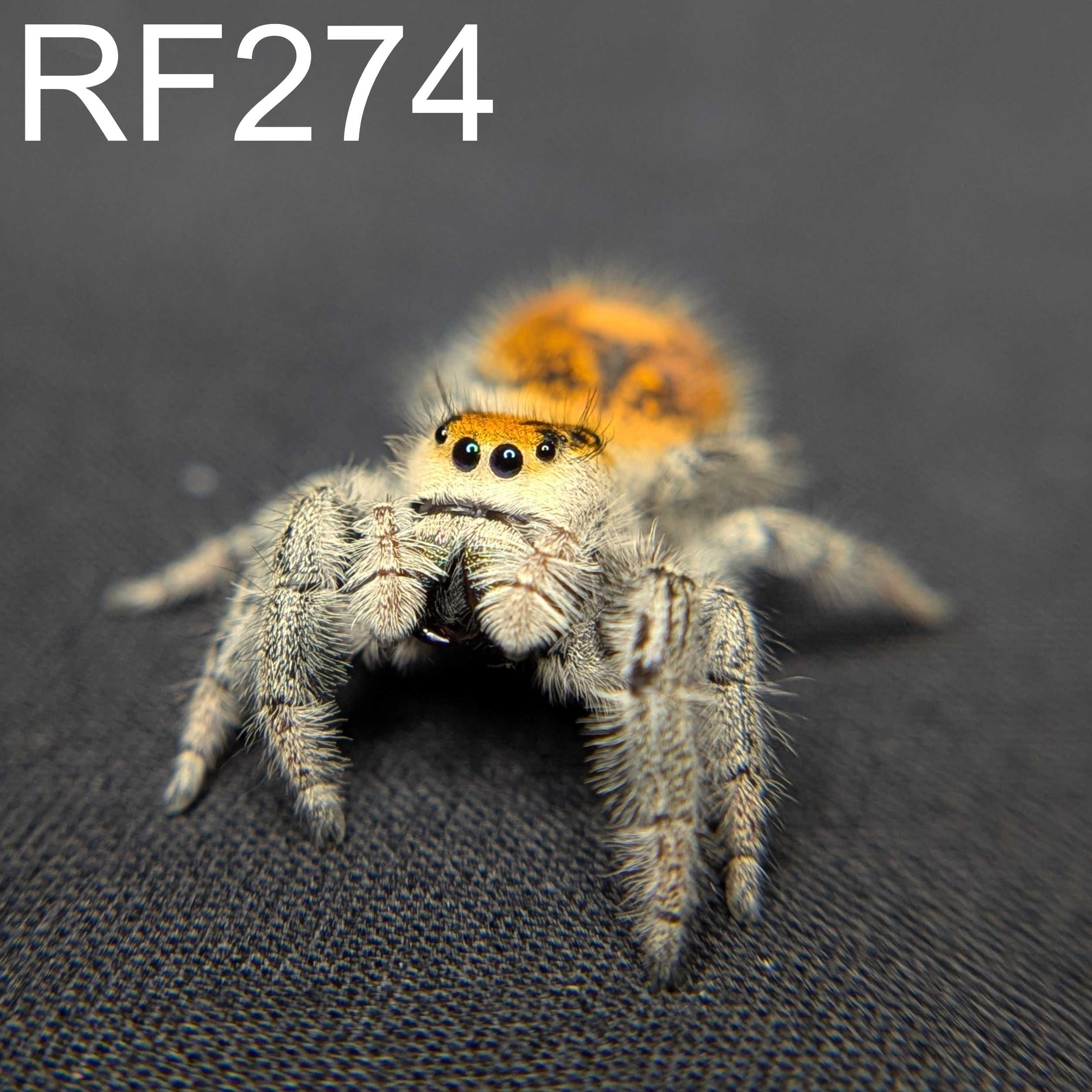 Regal Jumping Spider "Sunrise"